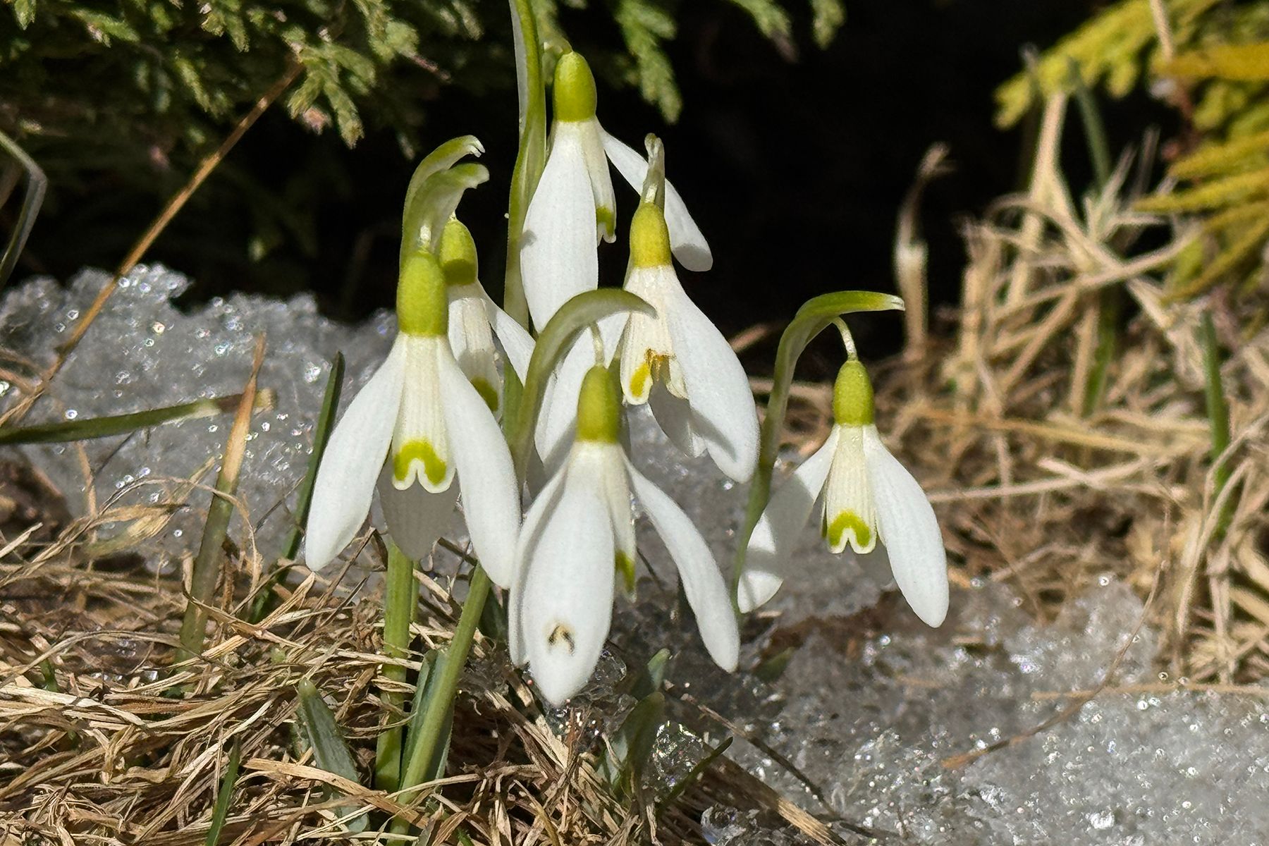 Галантусы расцвели в лесах под Логойском. © Times.by