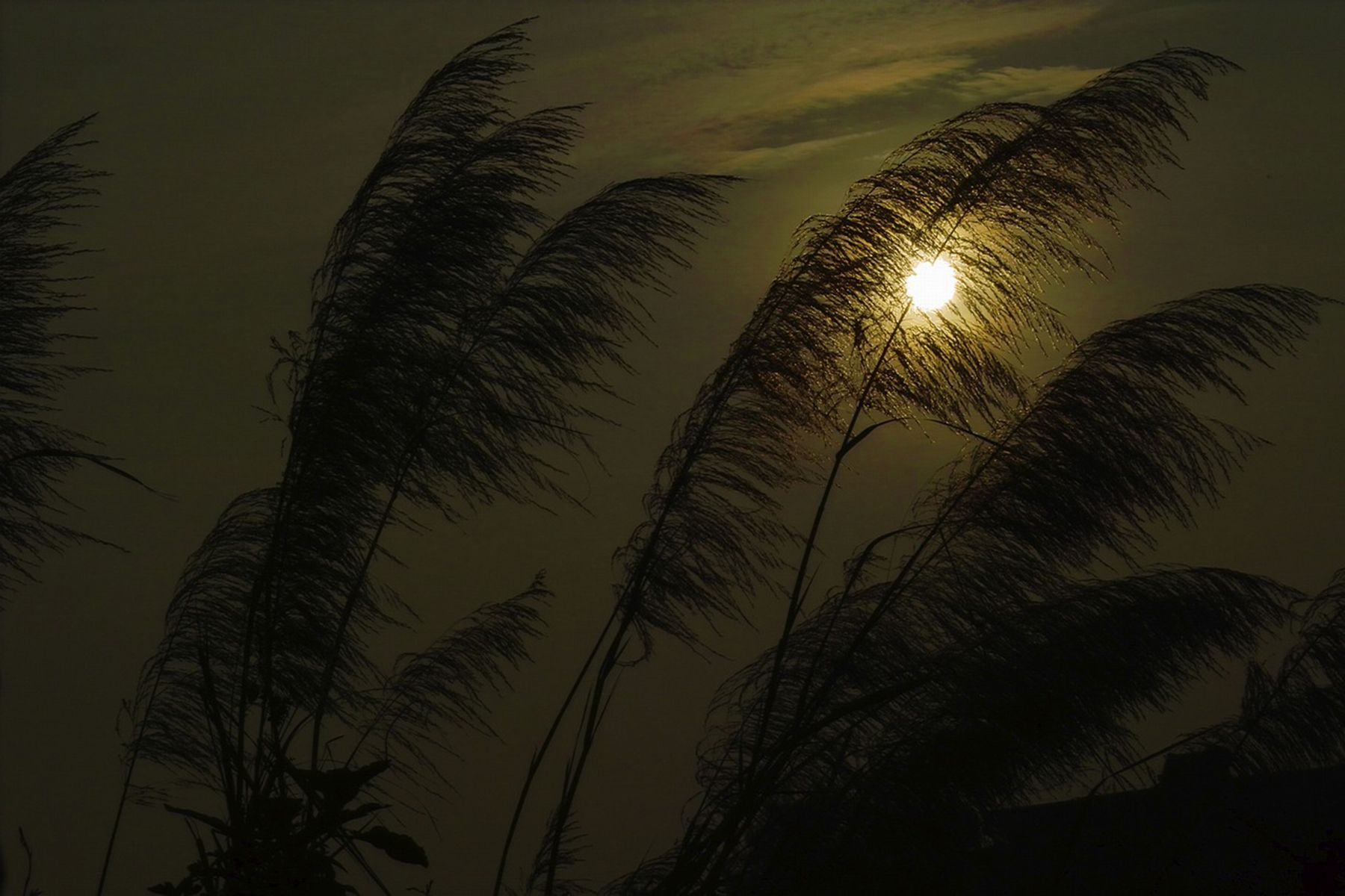 Фото: ysen, pixabay.com
