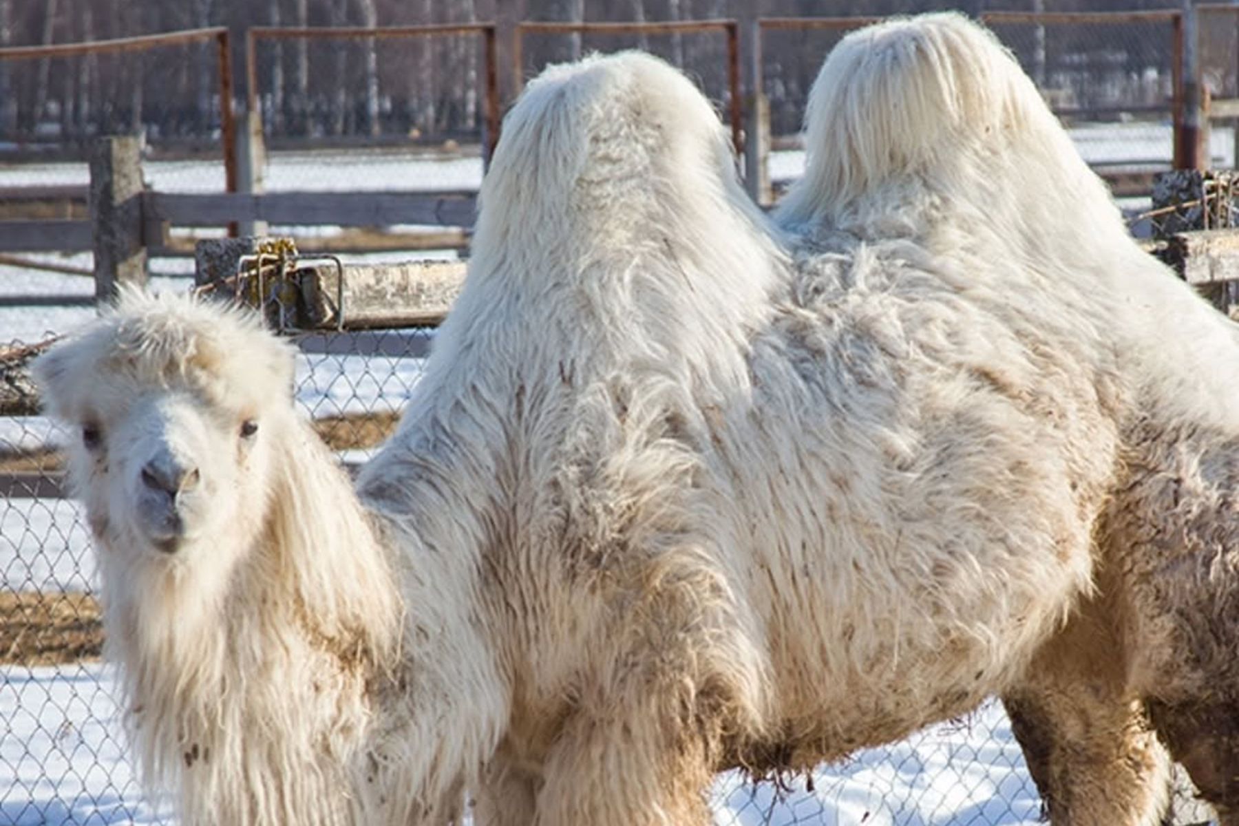 Белоснежный верблюжонок Ляля