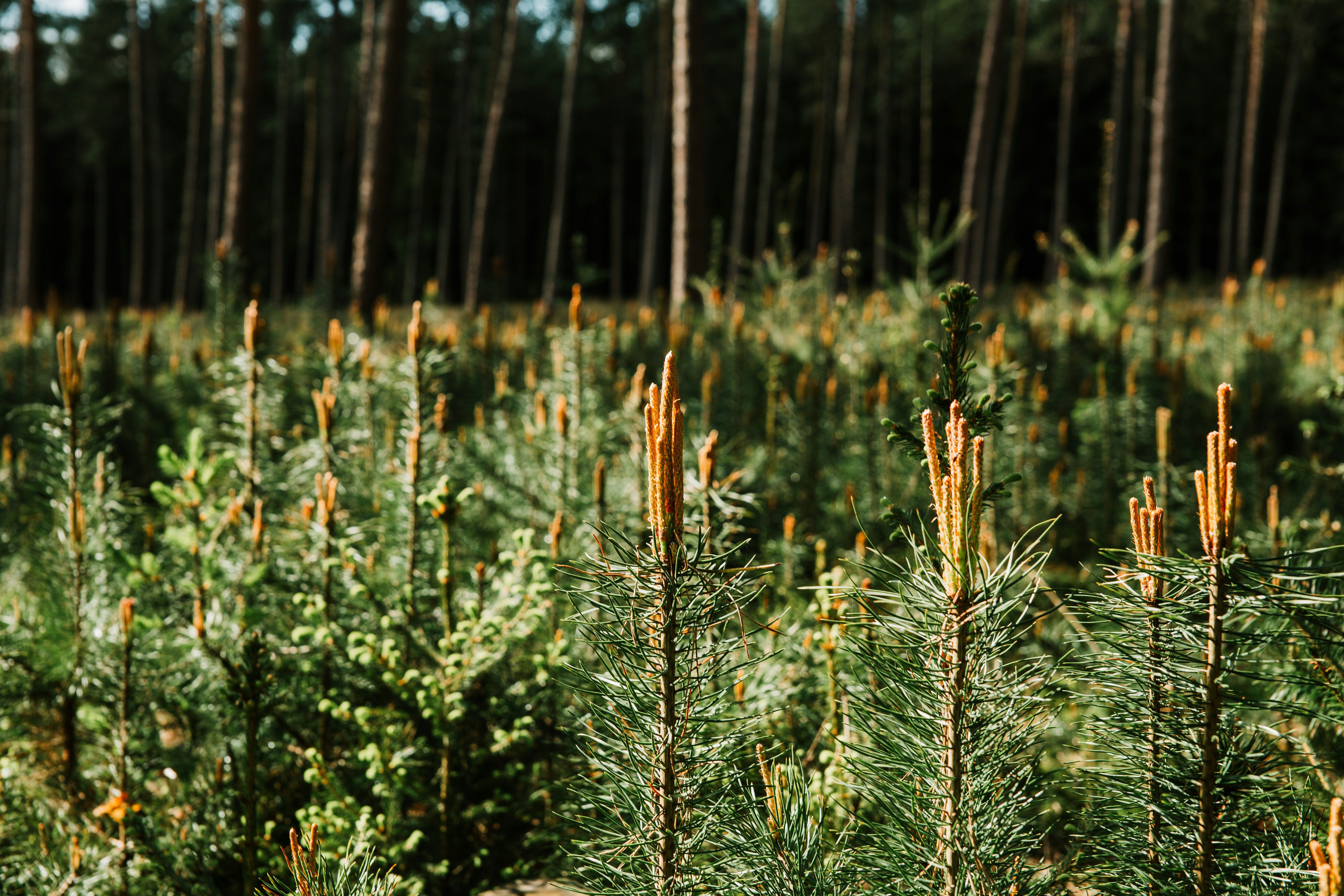 Молодой лес