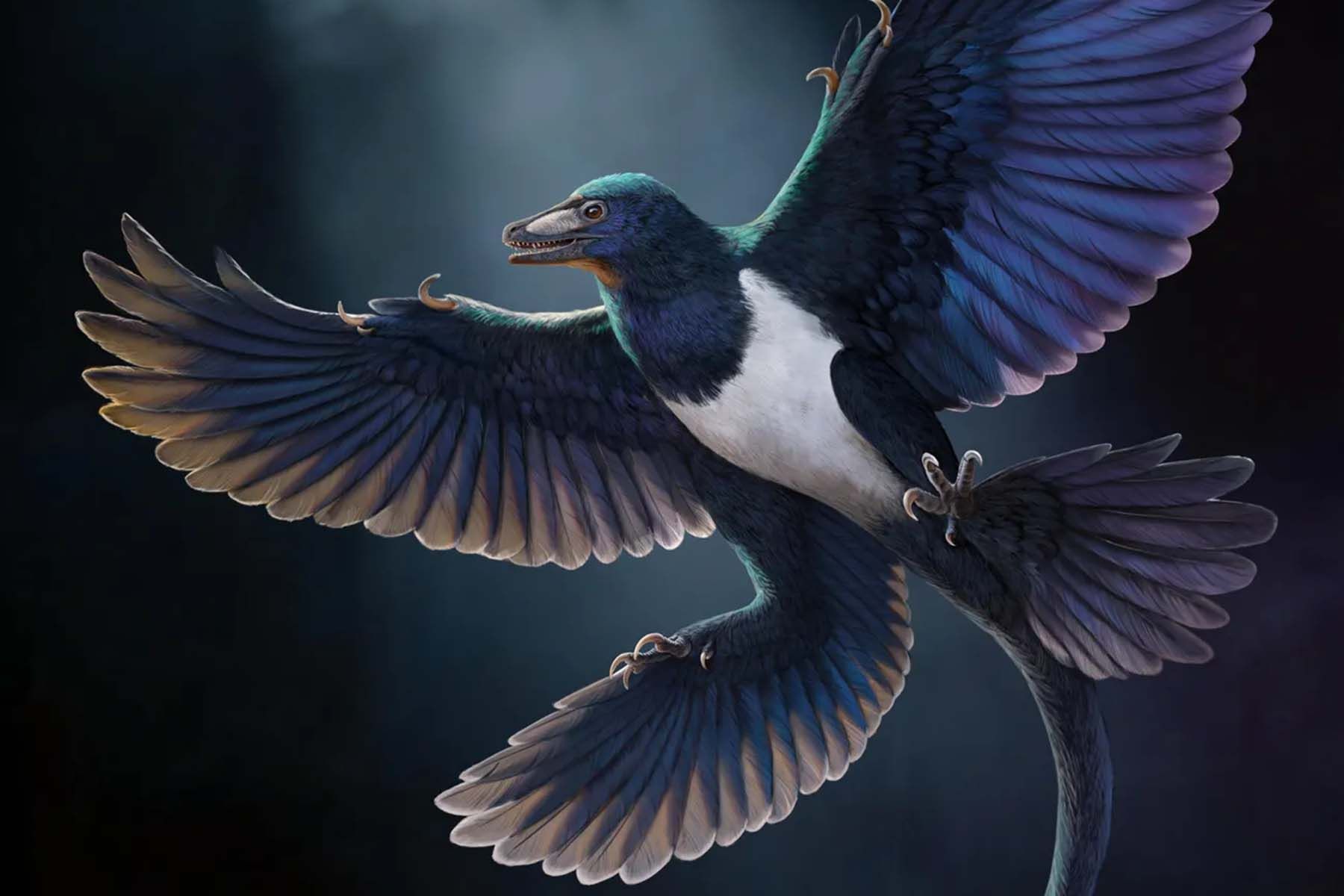 Norellraptor barsboldi в представлении художника. Фото: Andrea Cau et al. / Nature