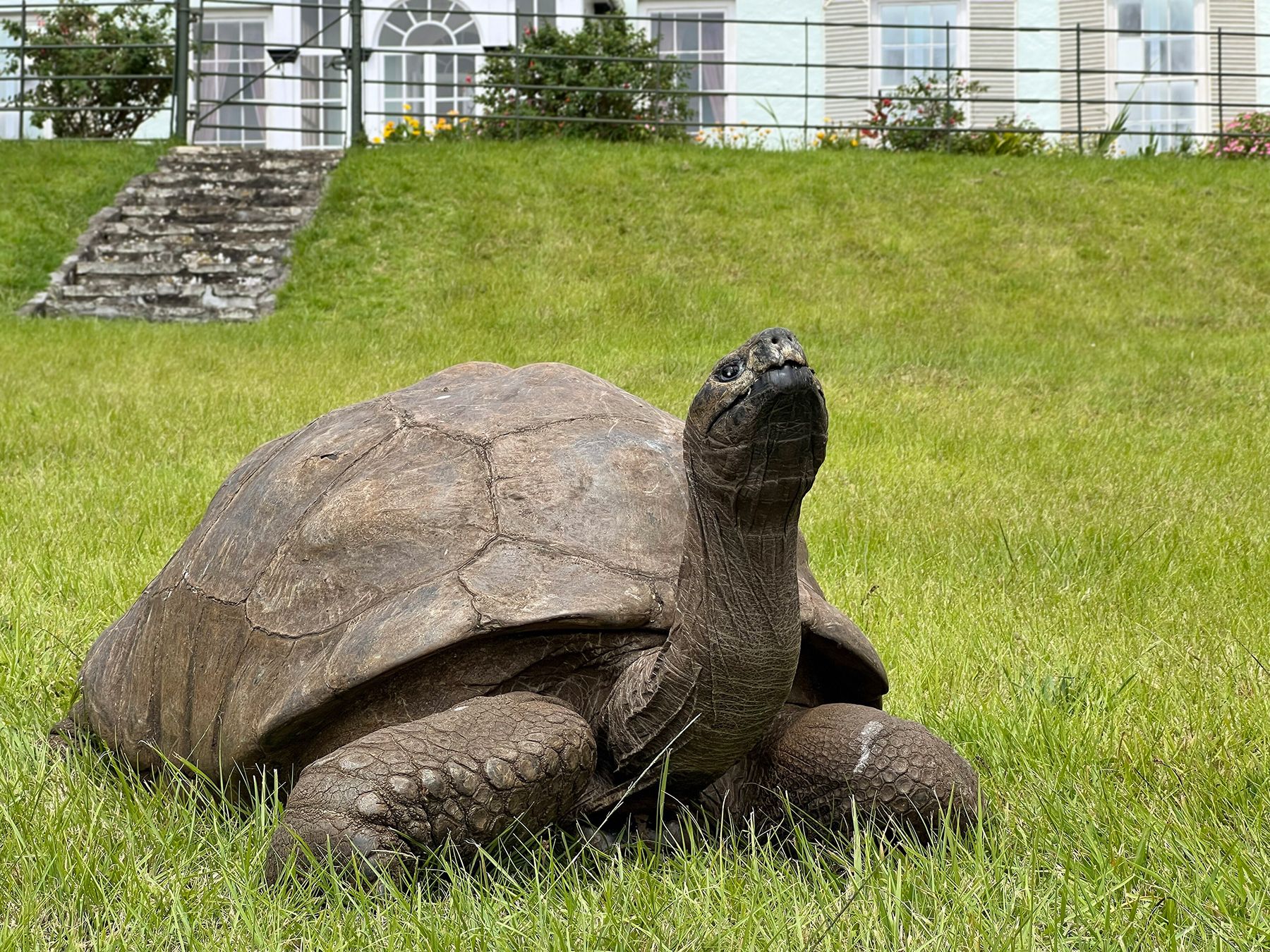 Черепаха Джонатан