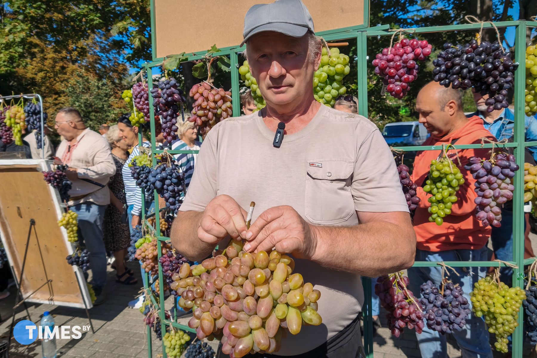 Самая крупная гроздь