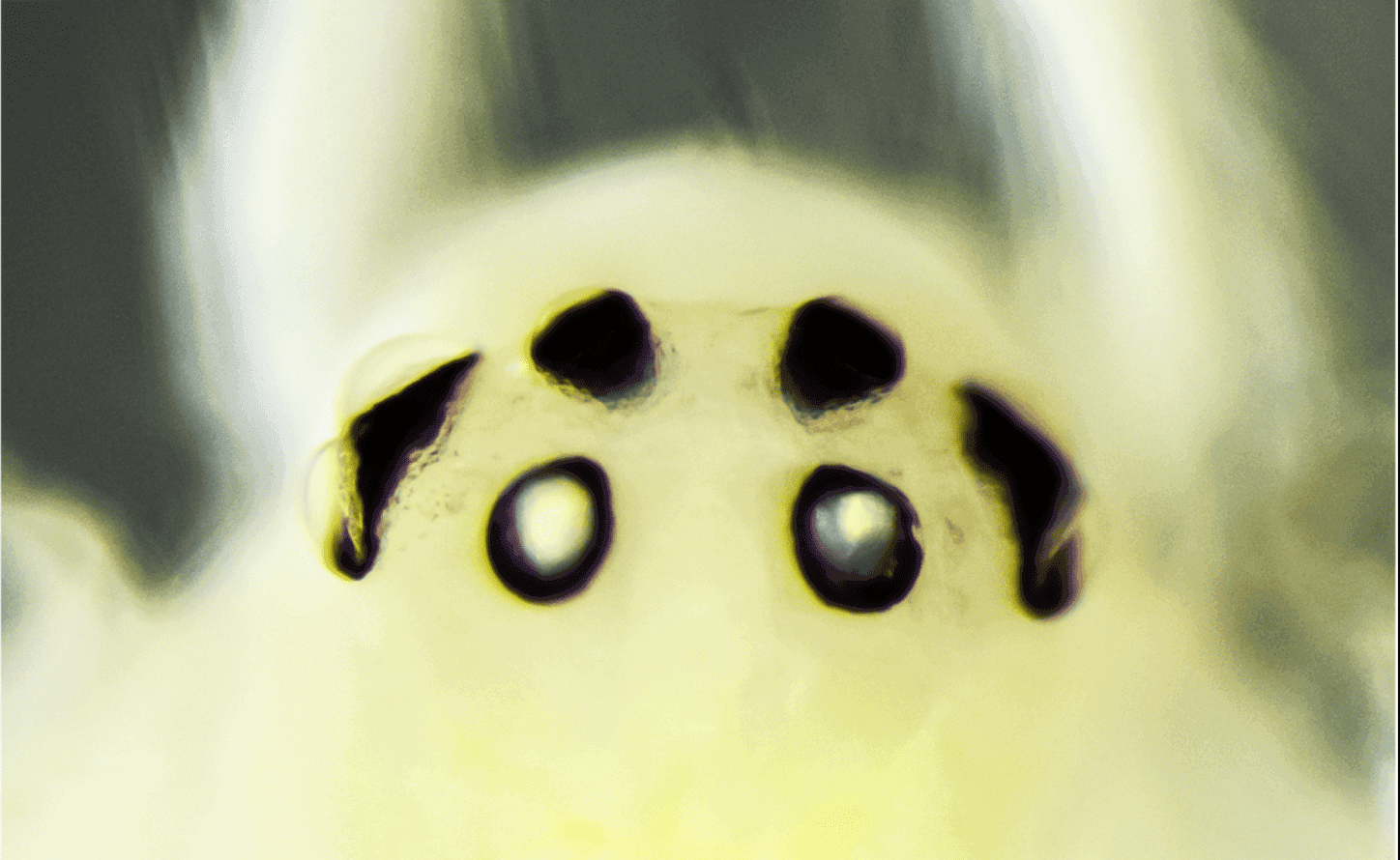 Фото: Evolutionary Systematics