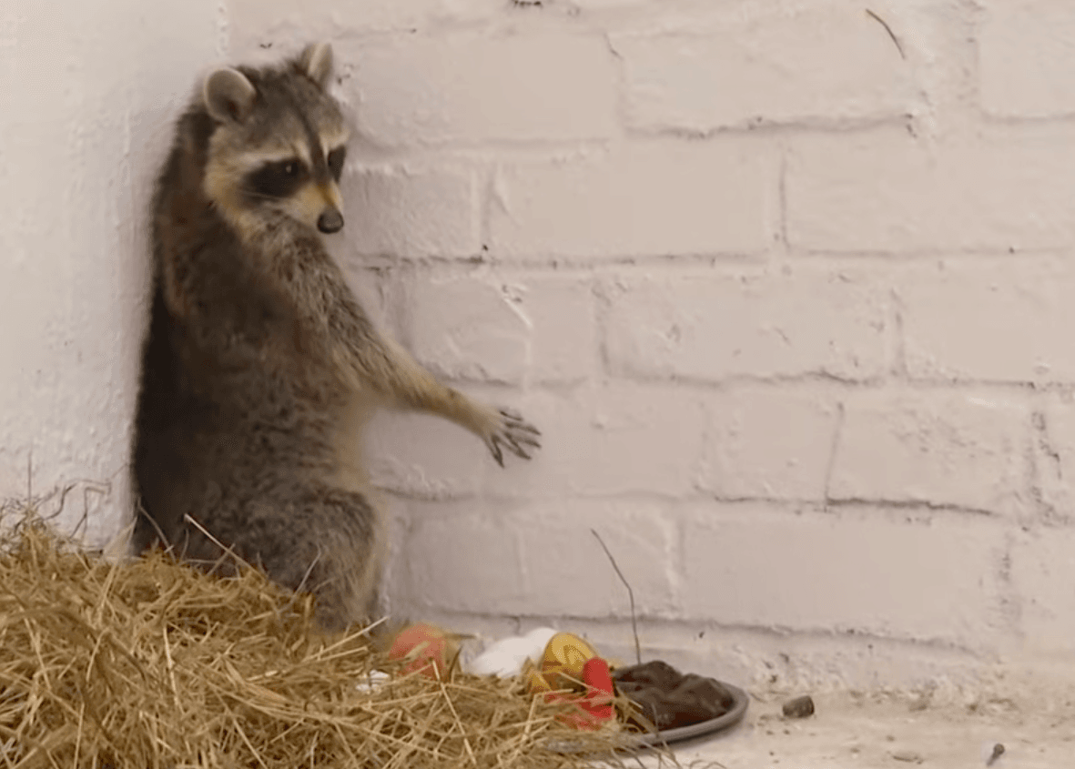 Енот Сеня в виварии Ошмянской райветстанции. Скриншот видео ОНТ