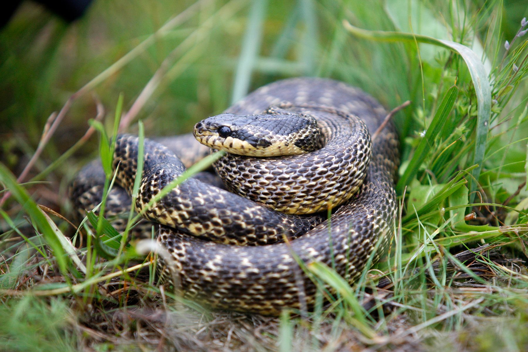 Полоз четырехполосный