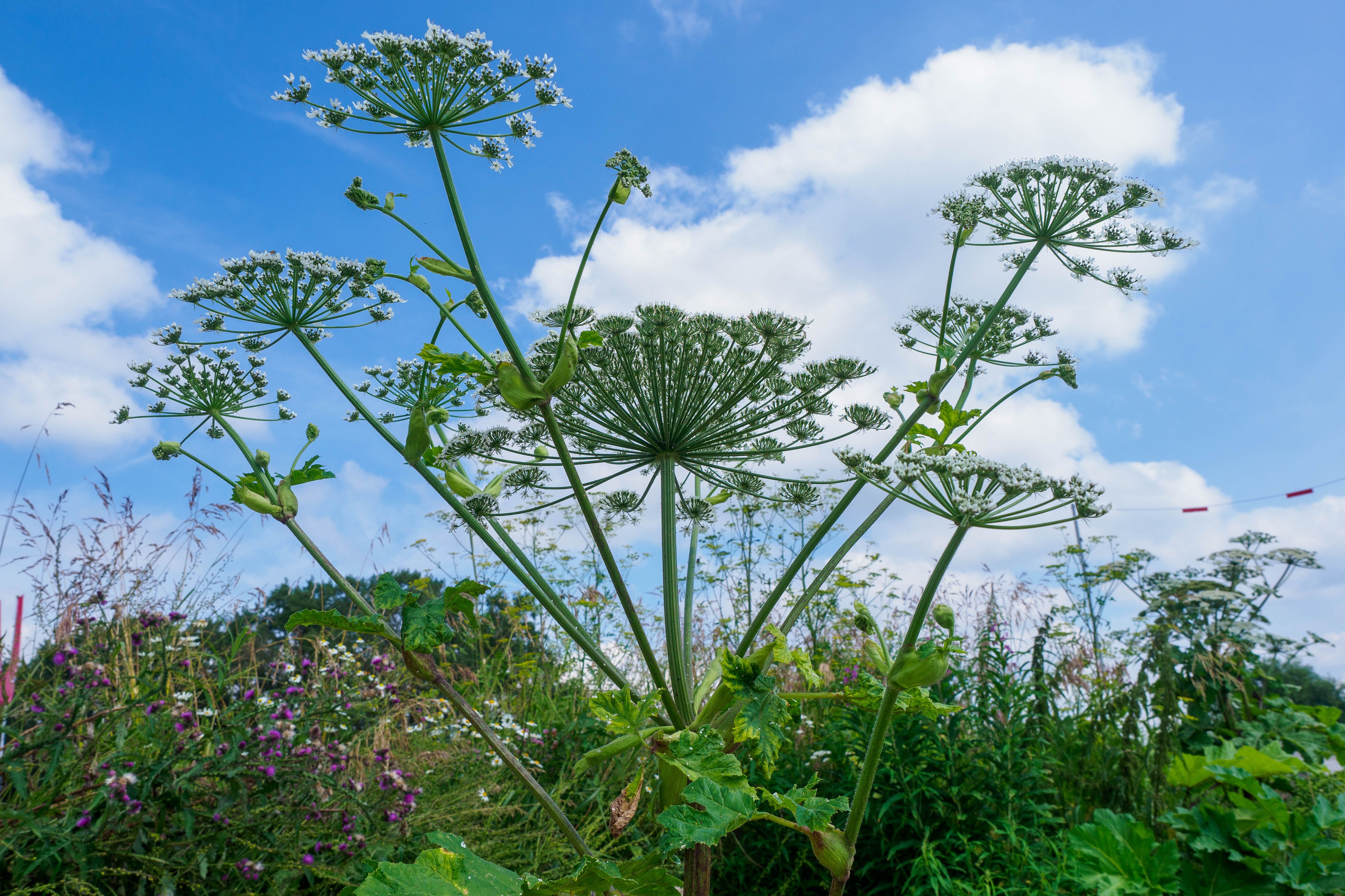 Соцветие борщевика Сосновского