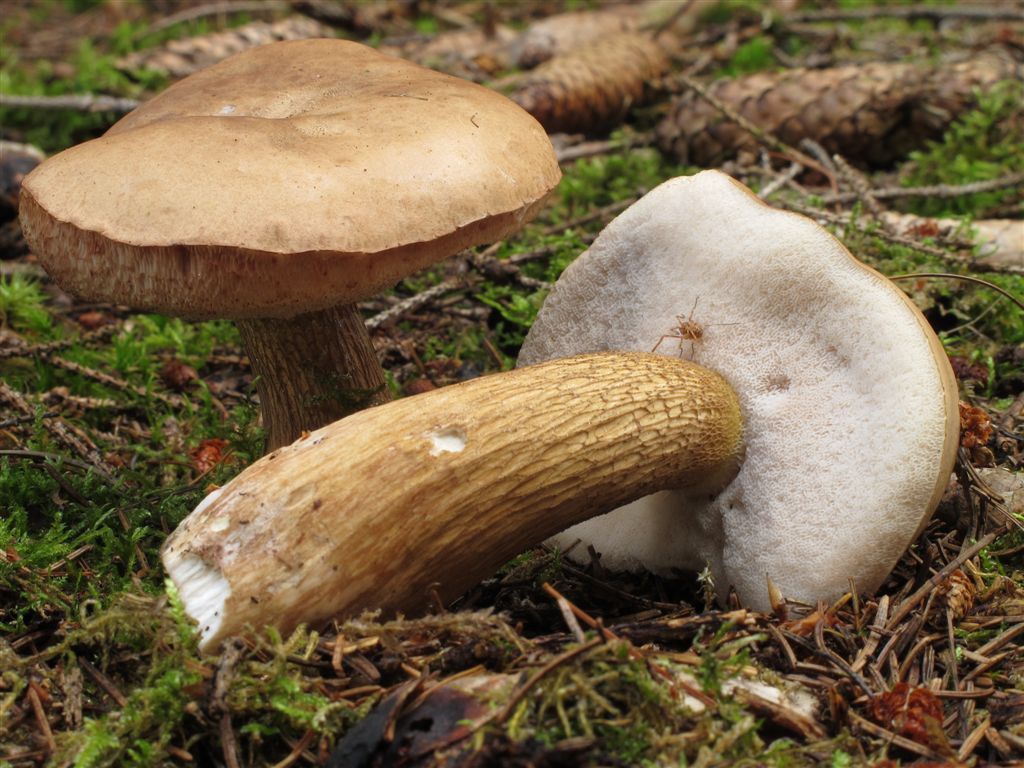 Желчный гриб (Tylopilus felleus)