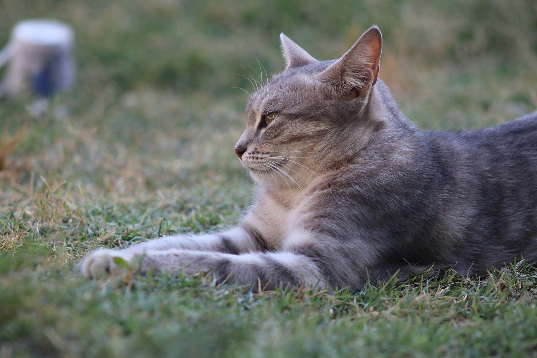 кот