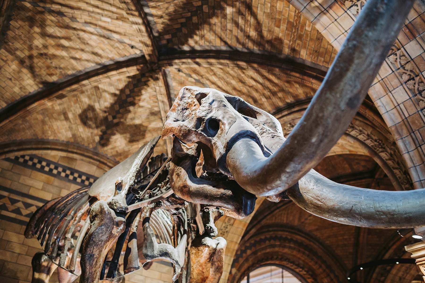 мамонт
