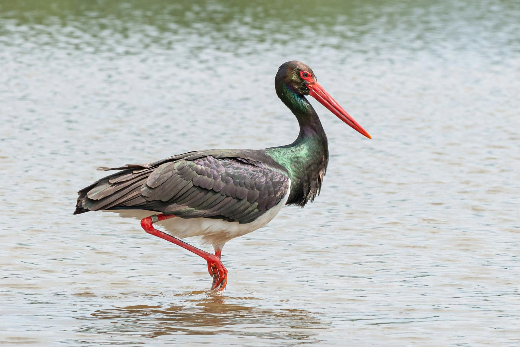 © Petr Ganaj, Pexels.com