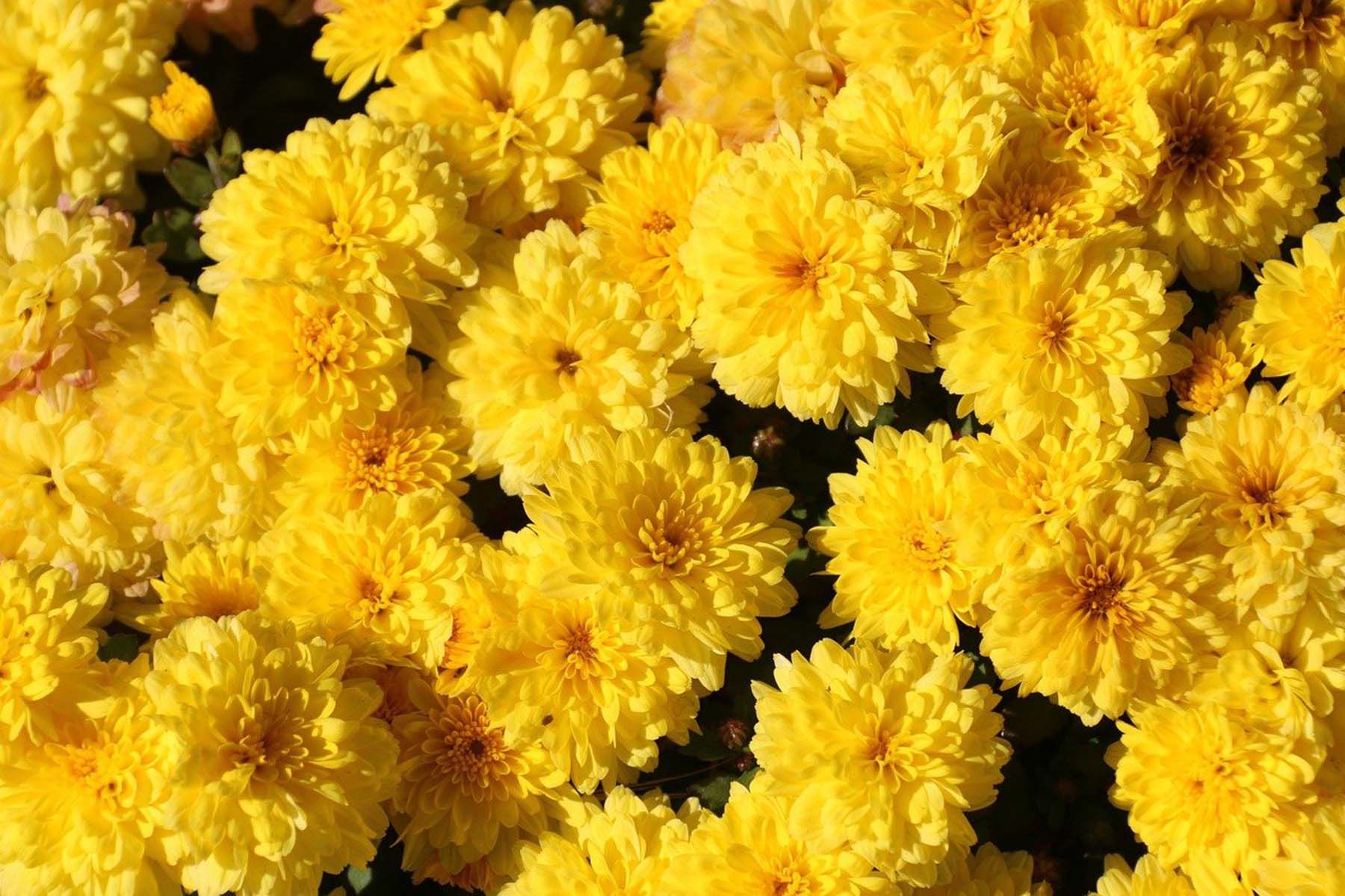хризантемы цветы 