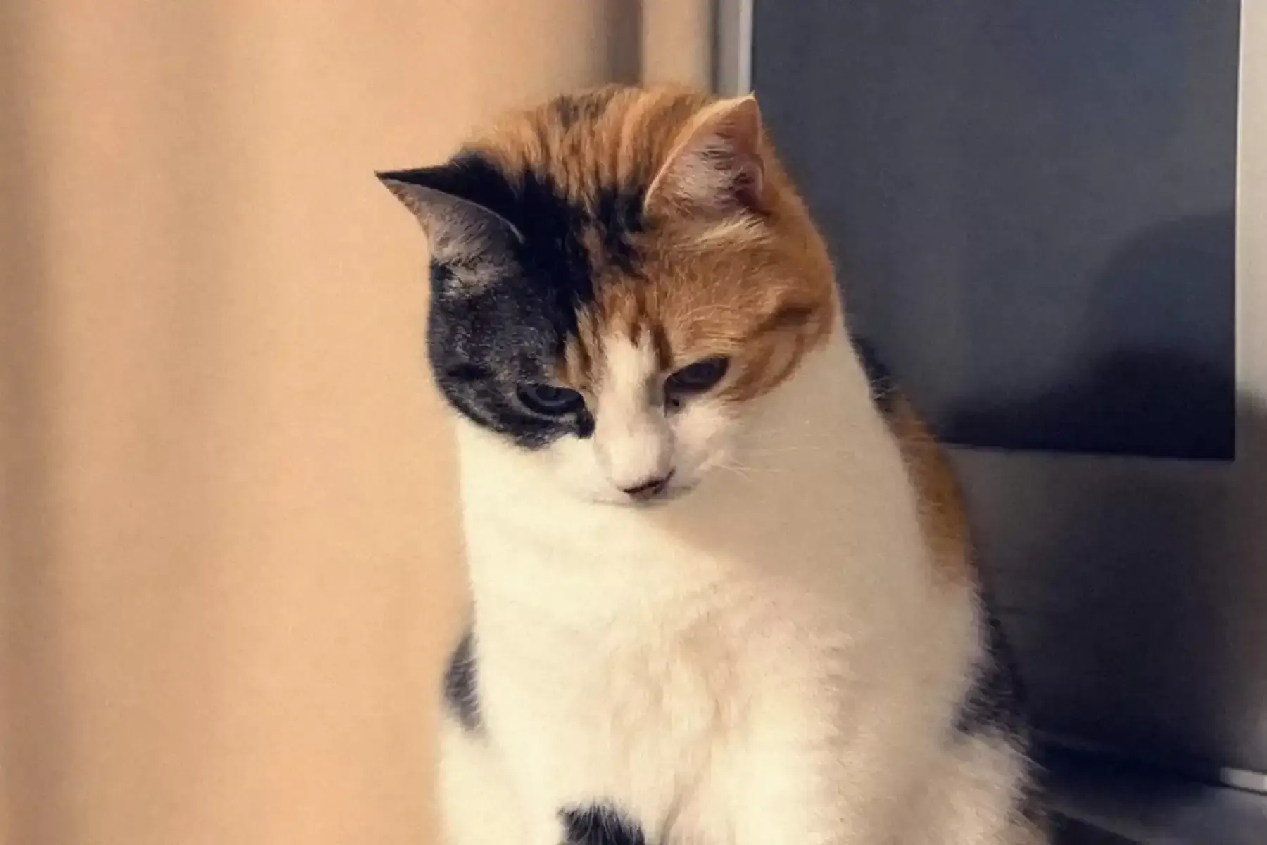Кошка Чарли. Фото: Lucy Robertson, Facebook