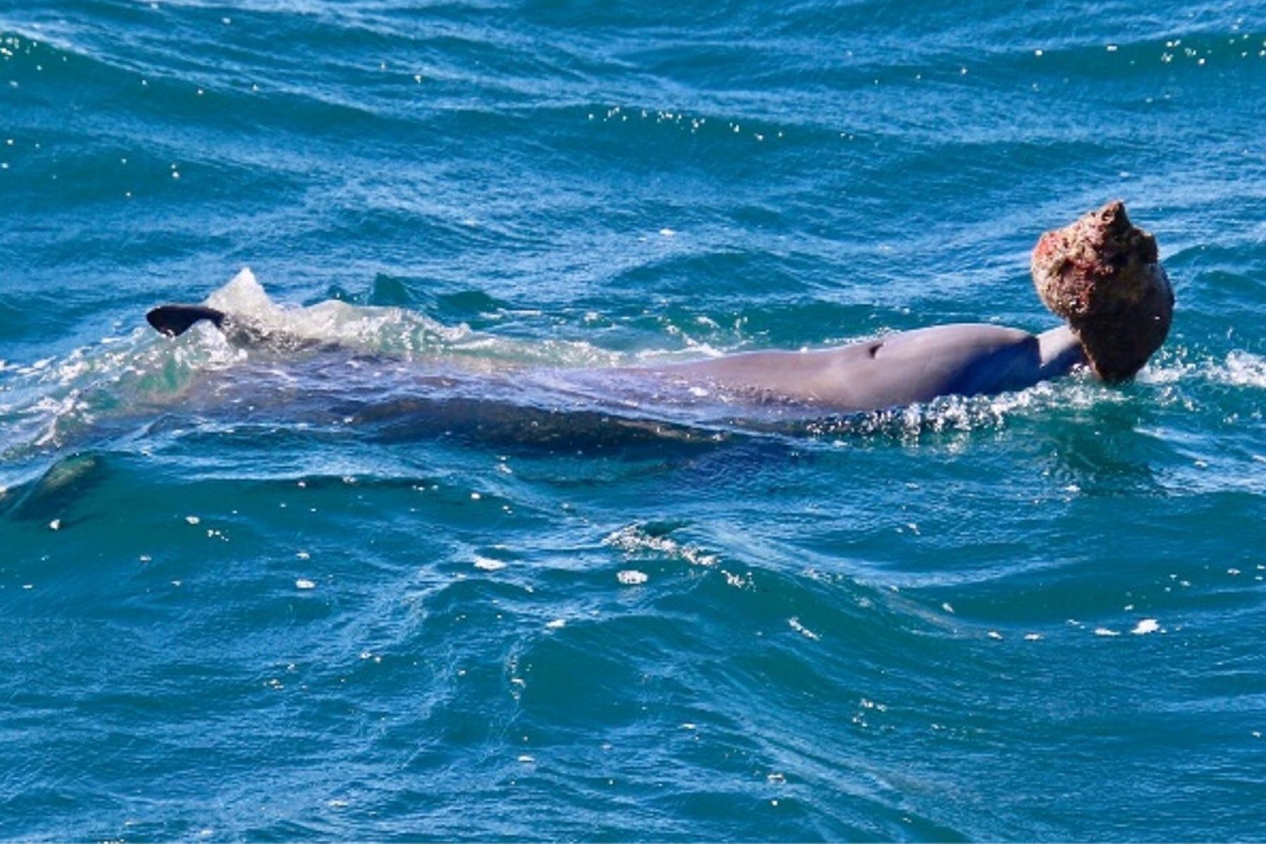 Фото: Dr Alexis Levengood via the University of the Sunshine Coast