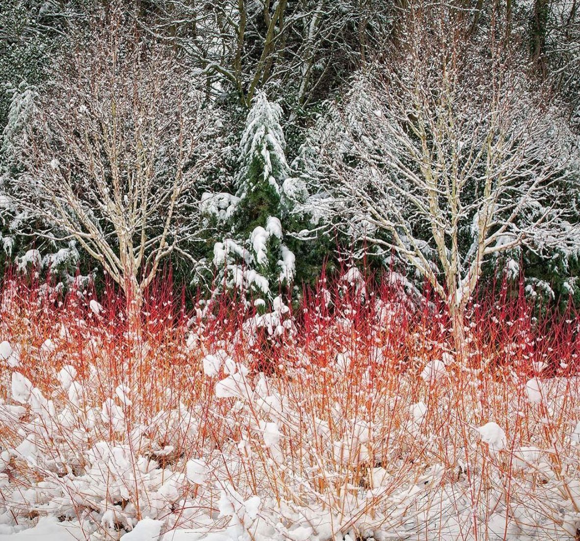 Зимний сад. © Richard Bloom