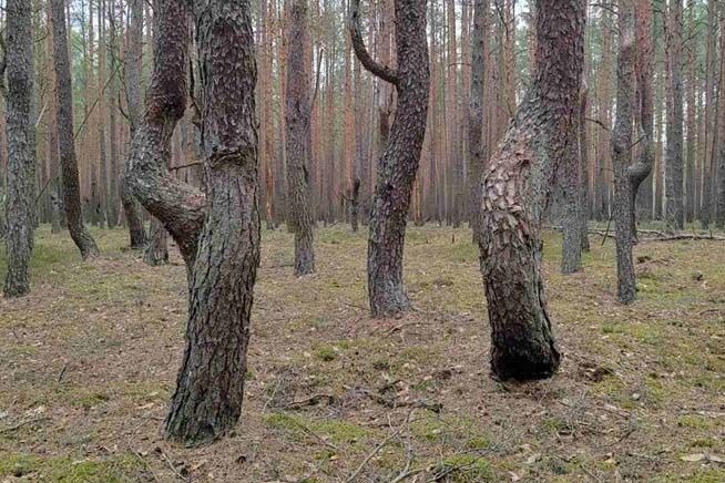 Танцующие деревья в Беловежской пуще
