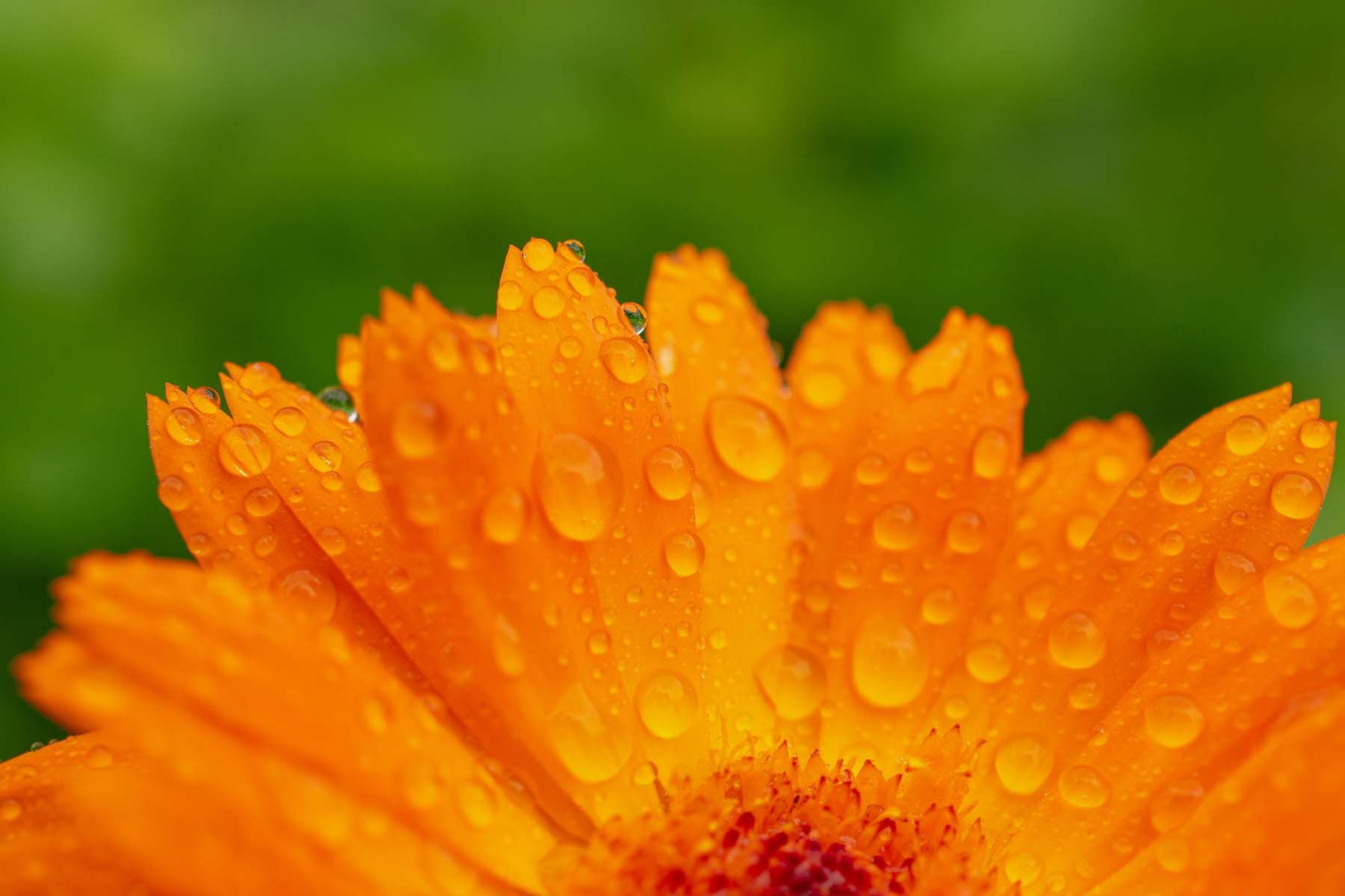 Фото: Sergio Lapunin, Unsplash.com