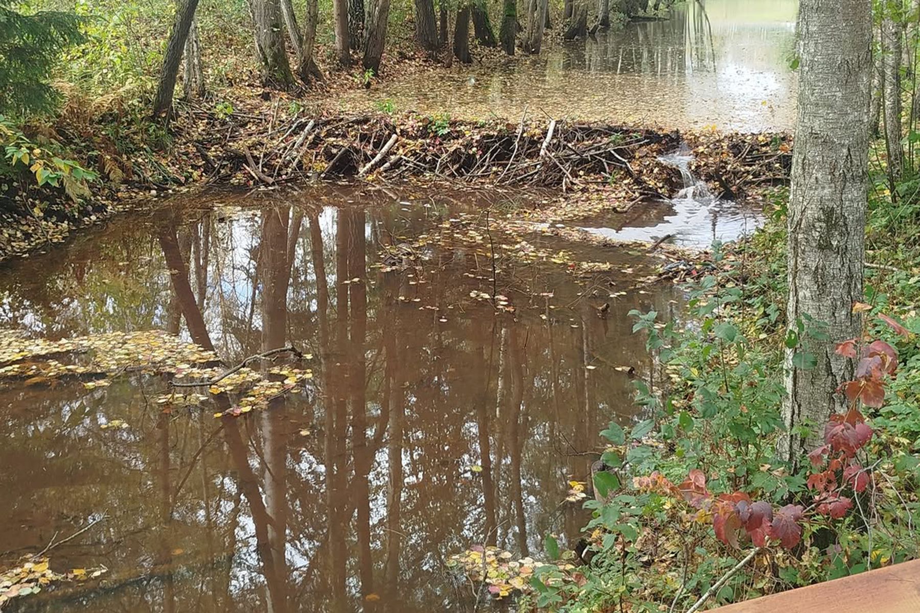 Экотропа «На плотине» на водохранилище Дрозды в Минске. Фото: minskpriroda, instagram.com