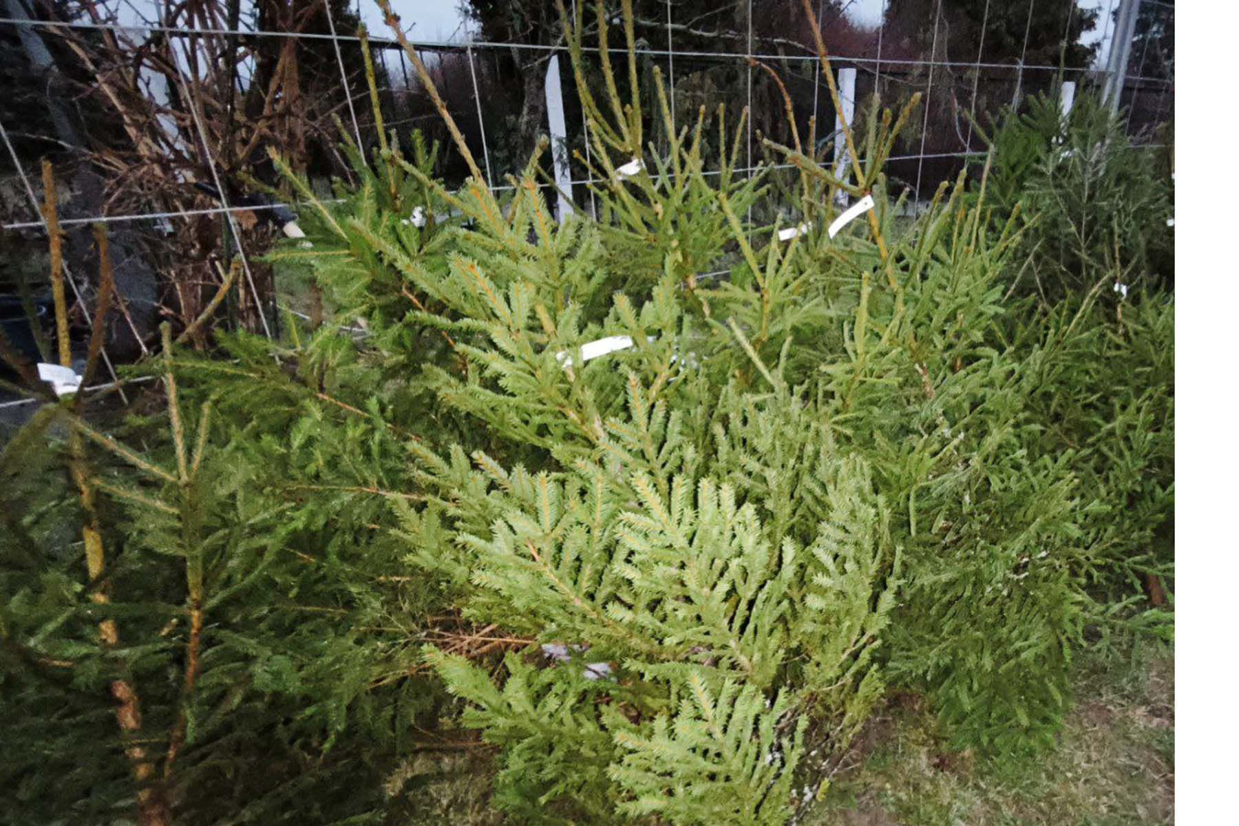 Фото: Минлесхоз, Telegram