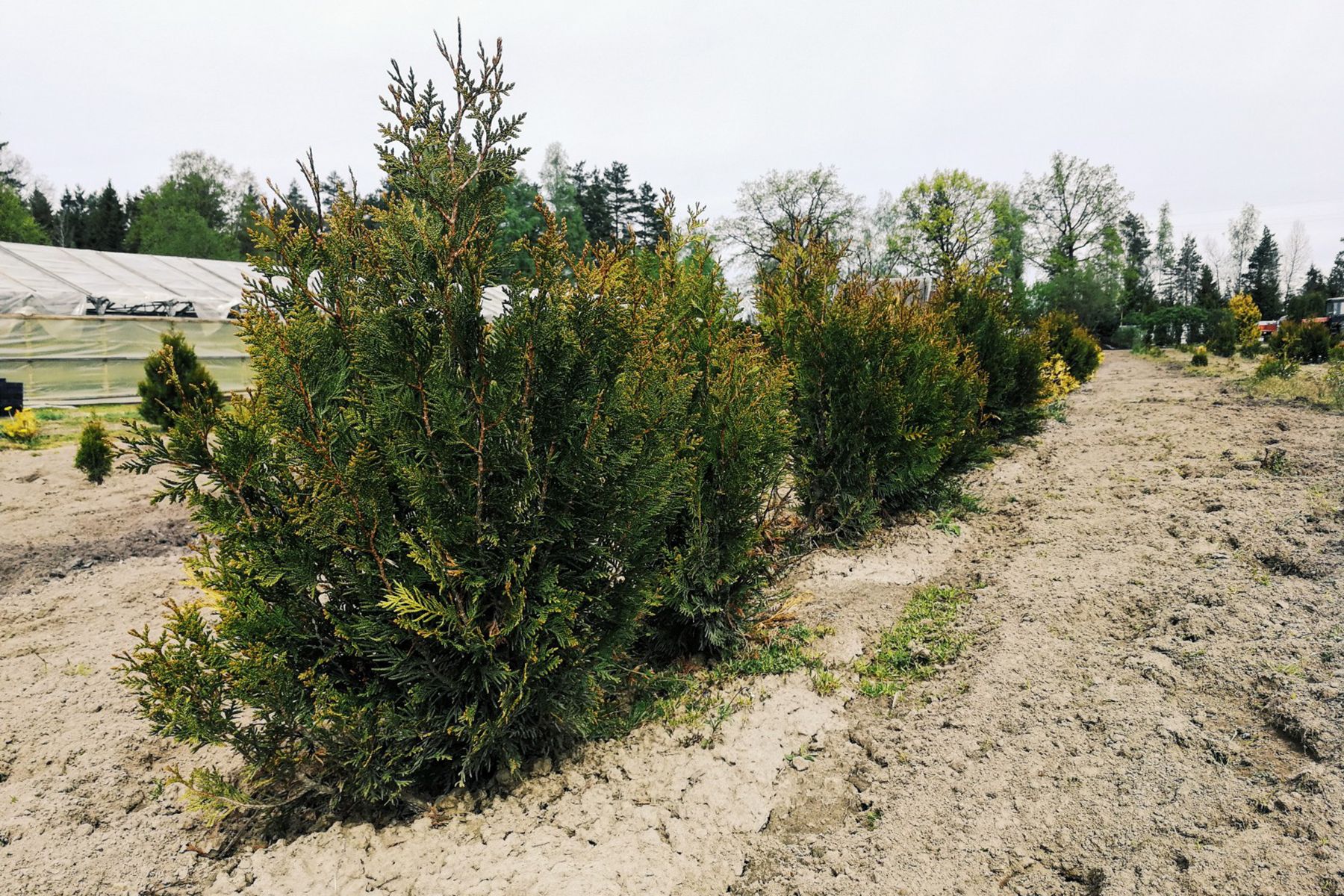 елочный питомник Минлесхоза