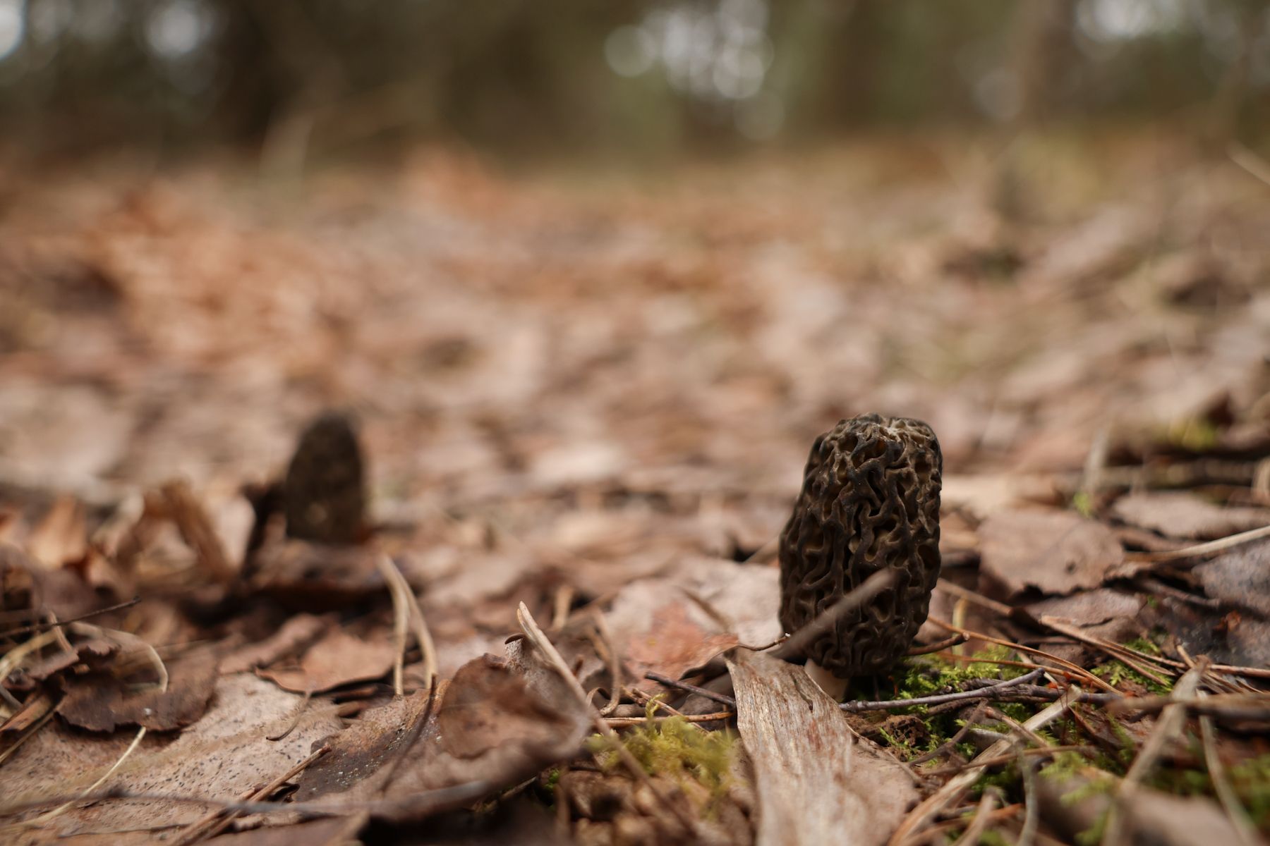 Сморчок конический