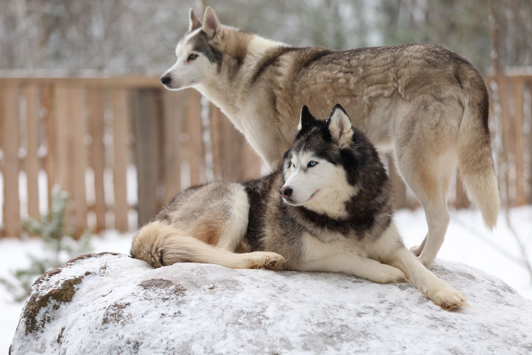 © Павел Орловский, Times.by