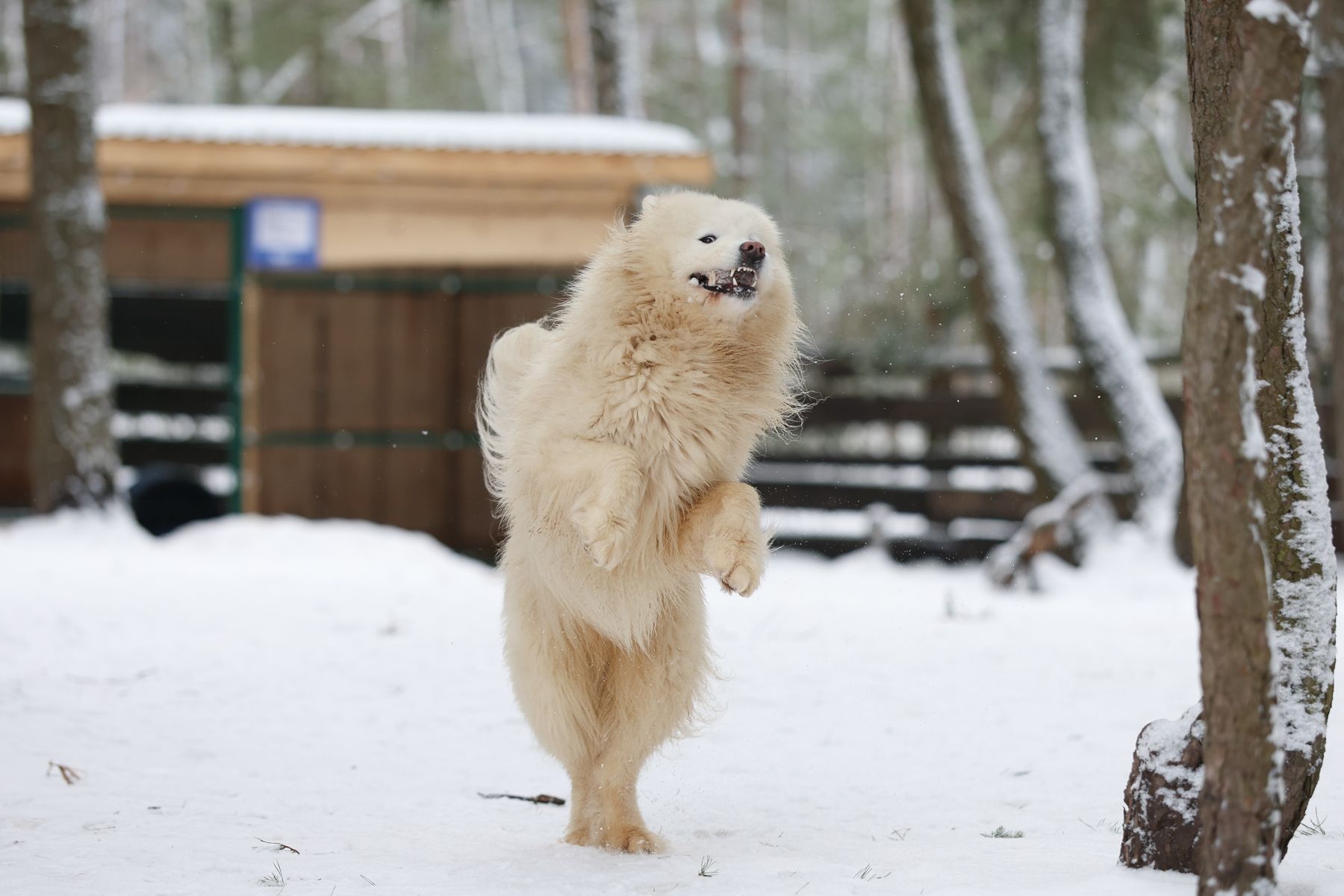 Самоед в хаски-парке