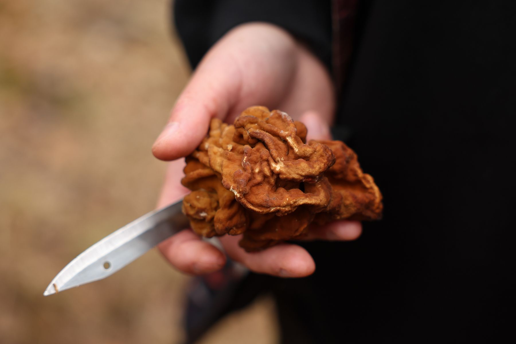 Строчок гигантский