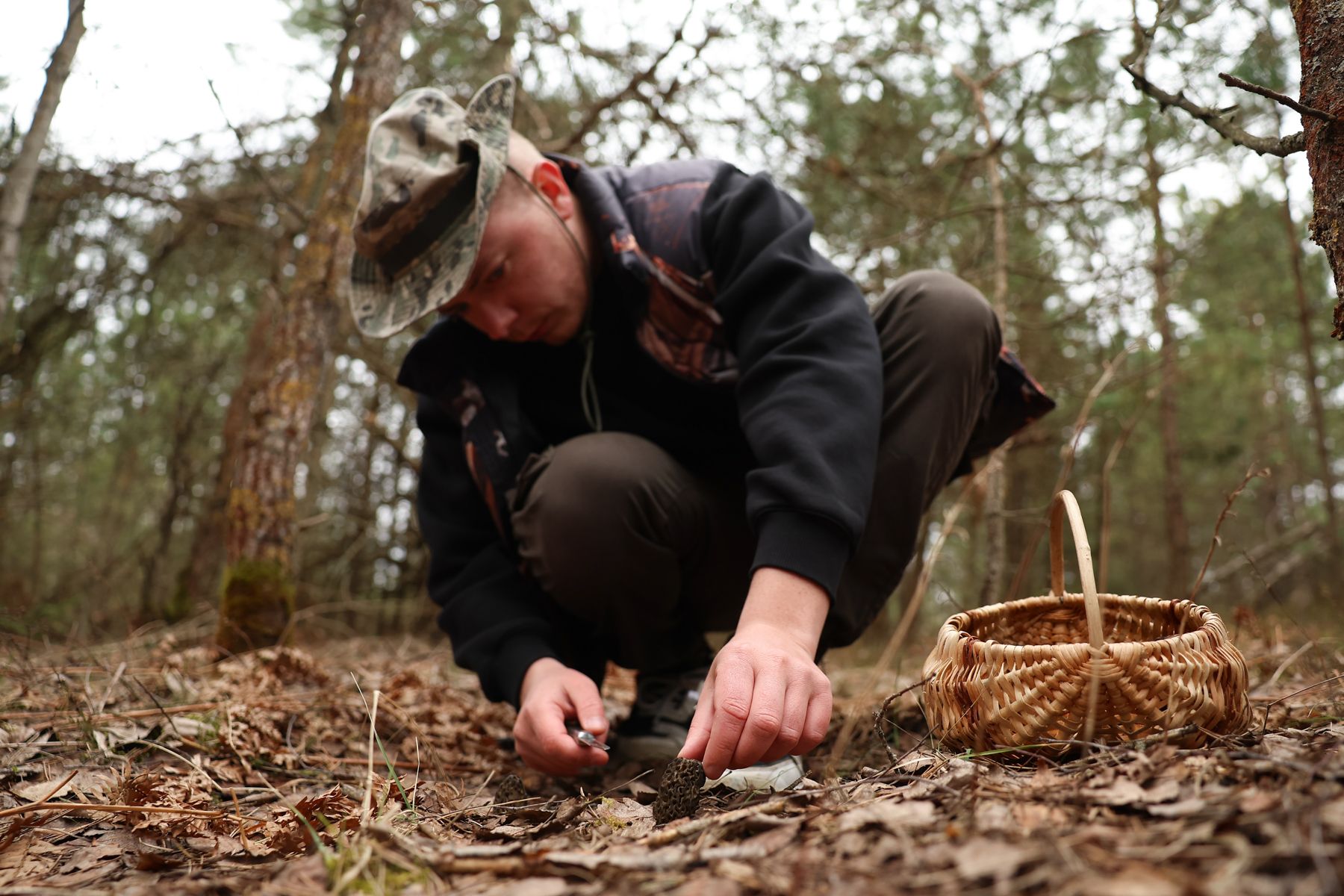 Сморчок конический