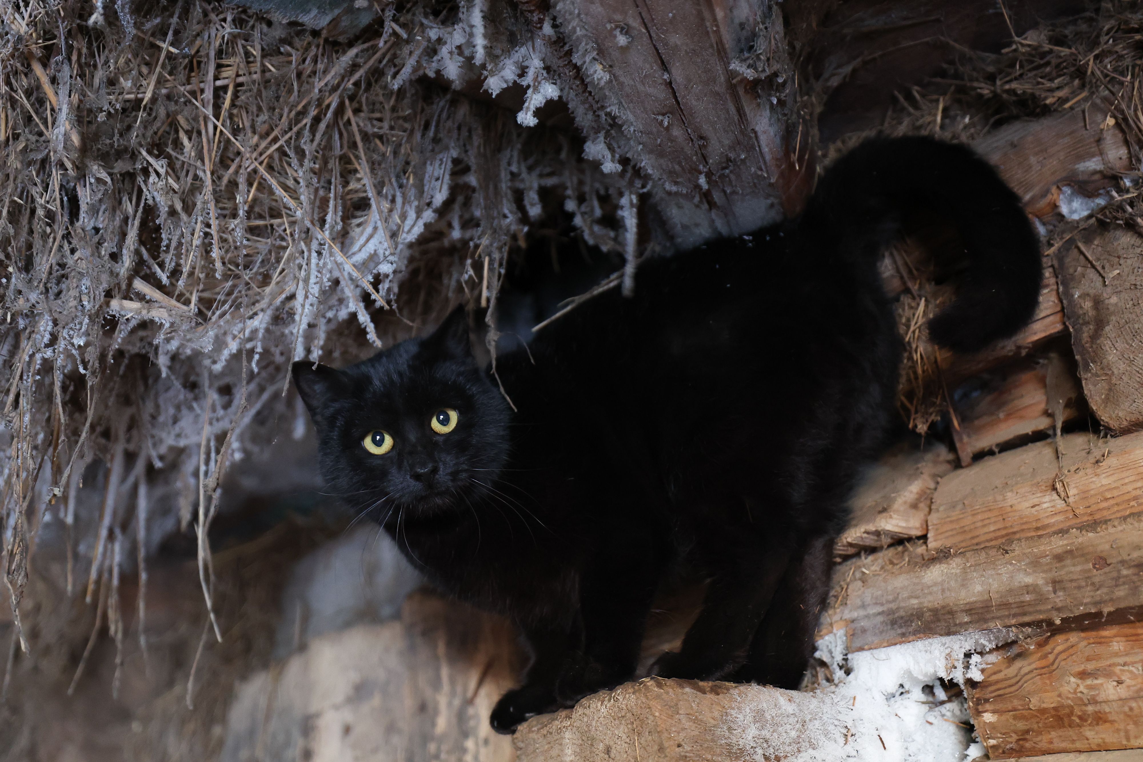 Черная кошка