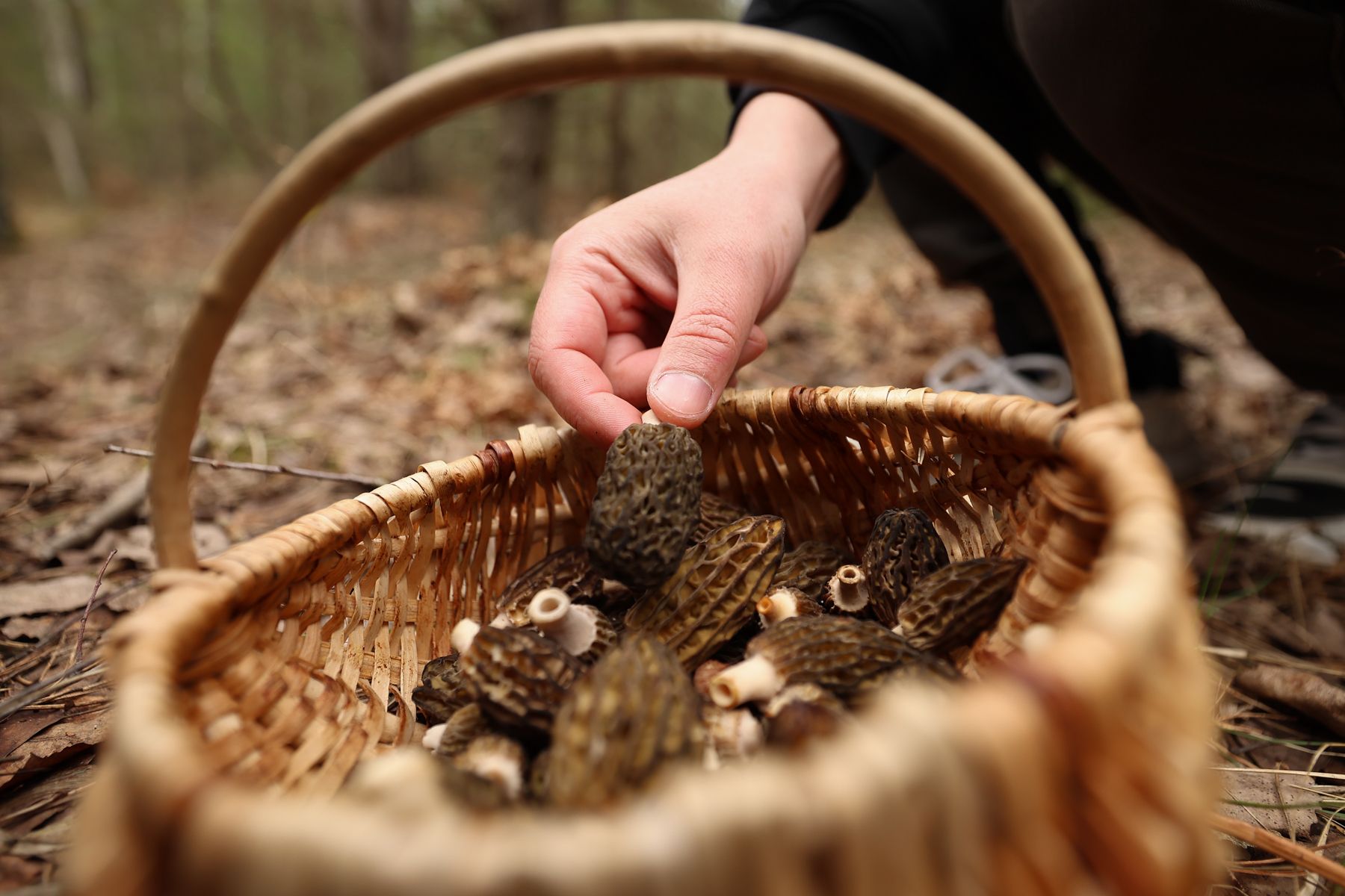 Сморчок конический