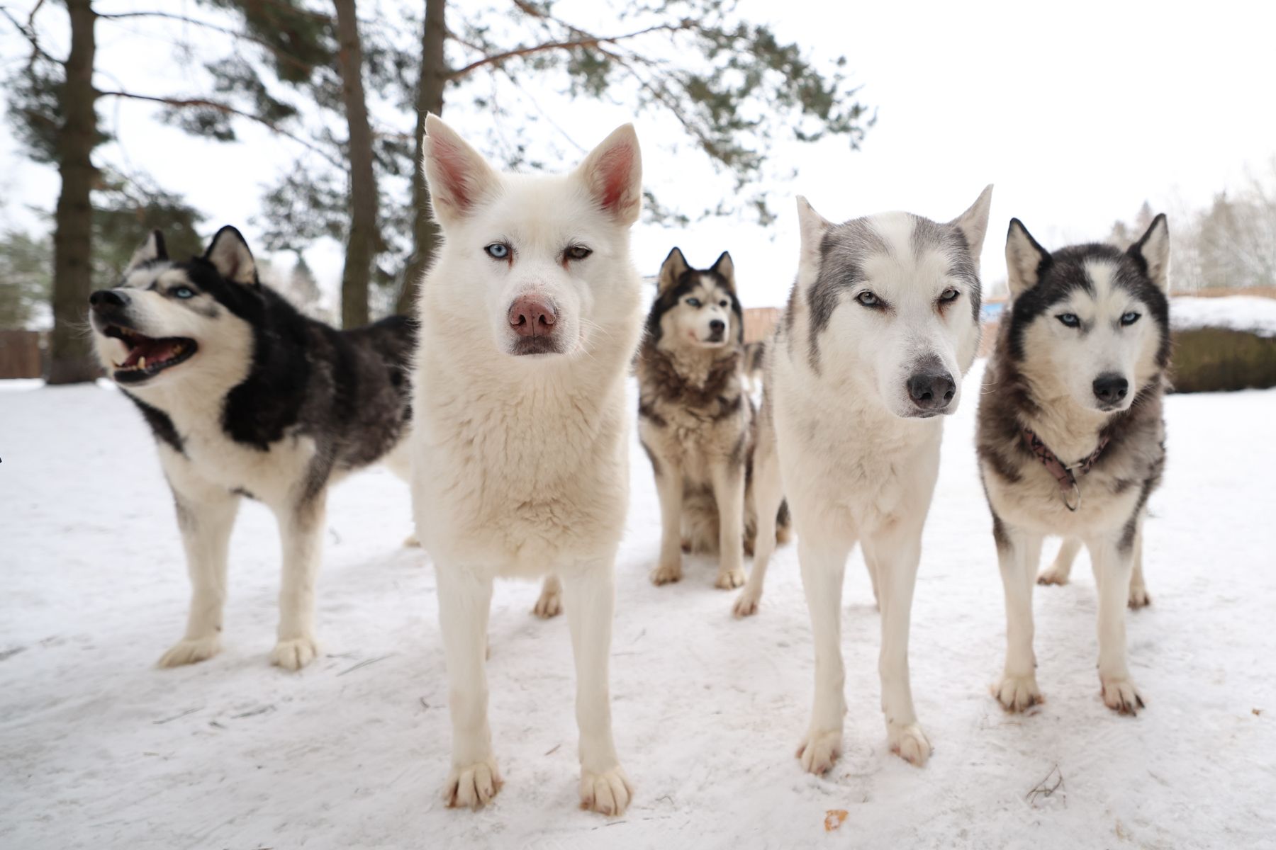 © Павел Орловский, Times.by