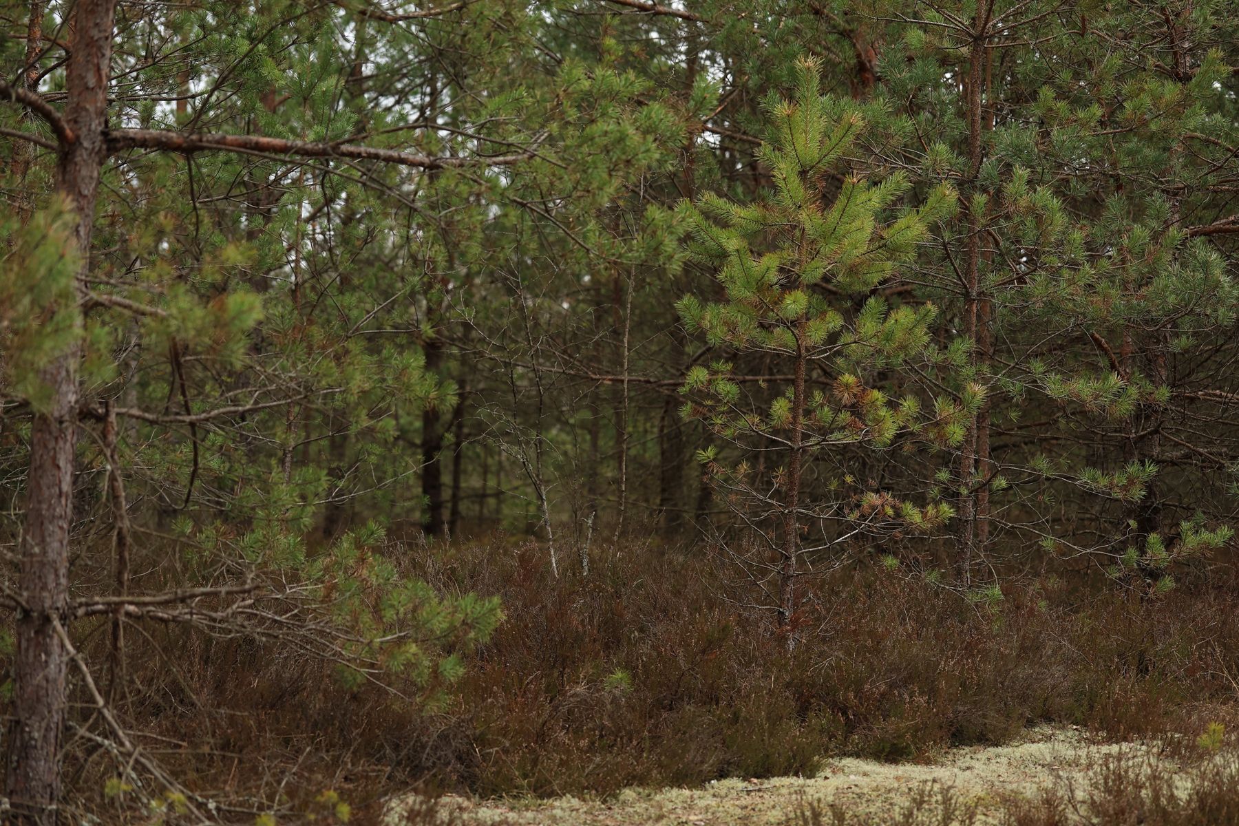 Фото: Павел Орловский, Times.by