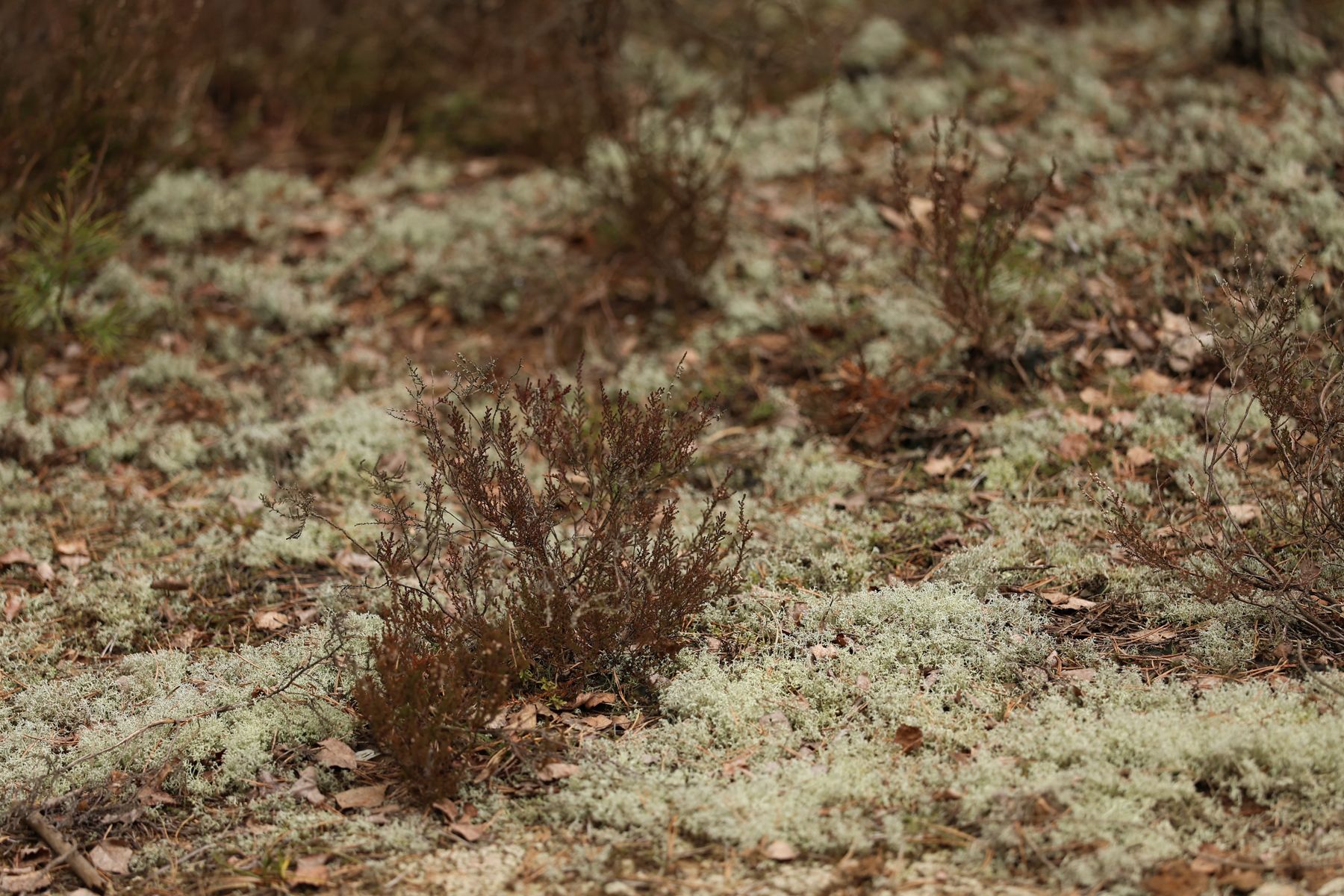 Фото: Павел Орловский, Times.by