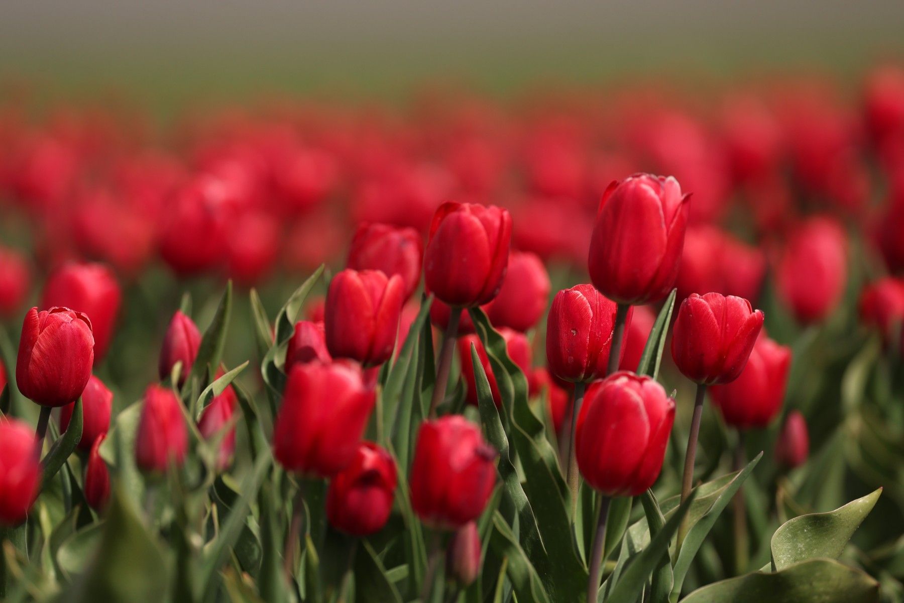 тюльпаны_цветы