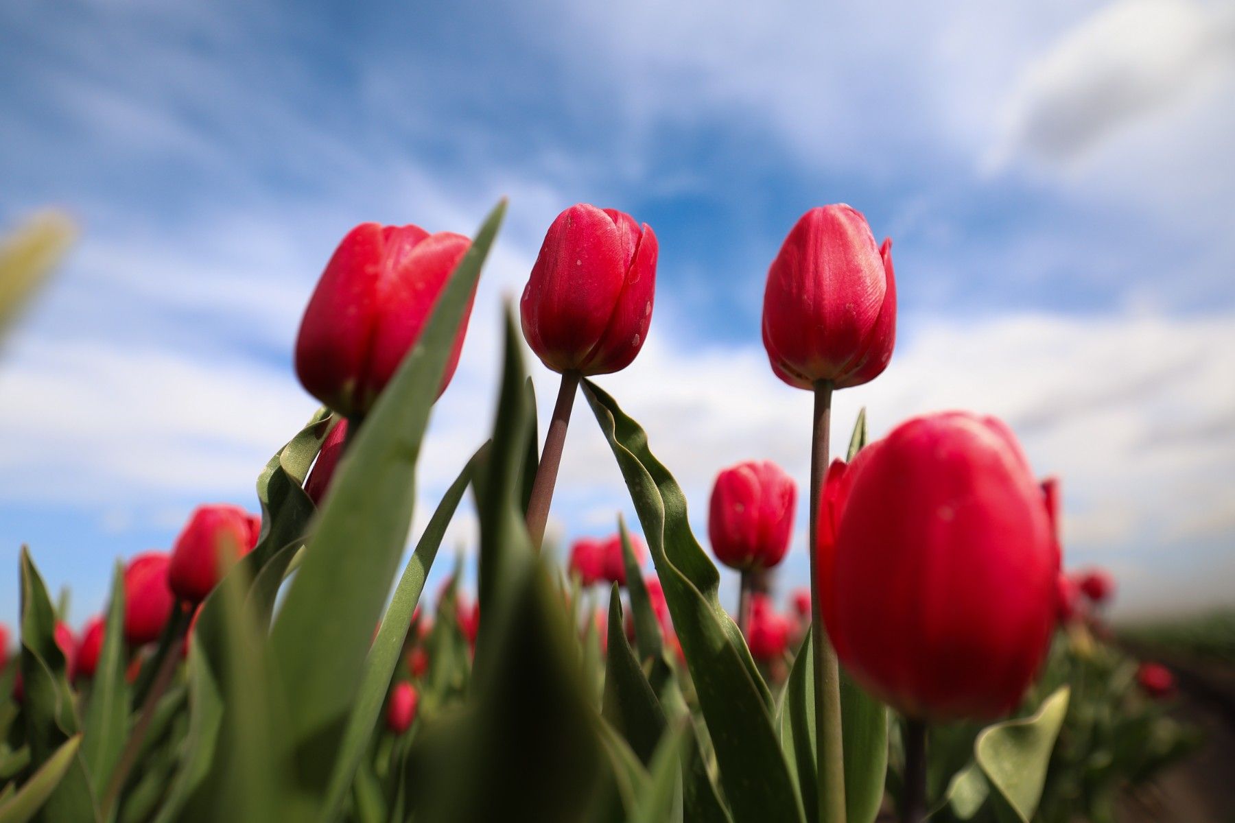 тюльпаны_цветы