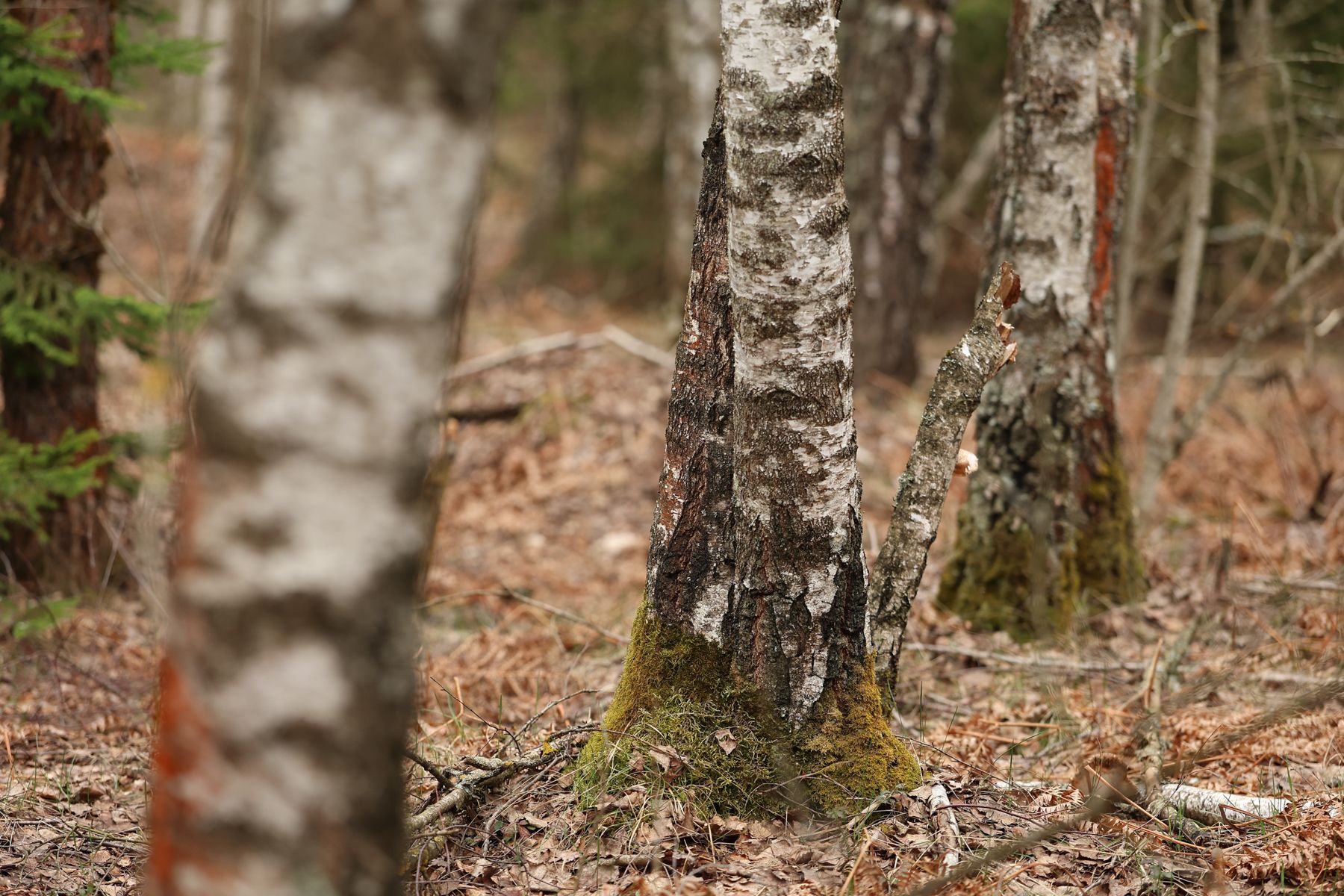 Березовый лес весной