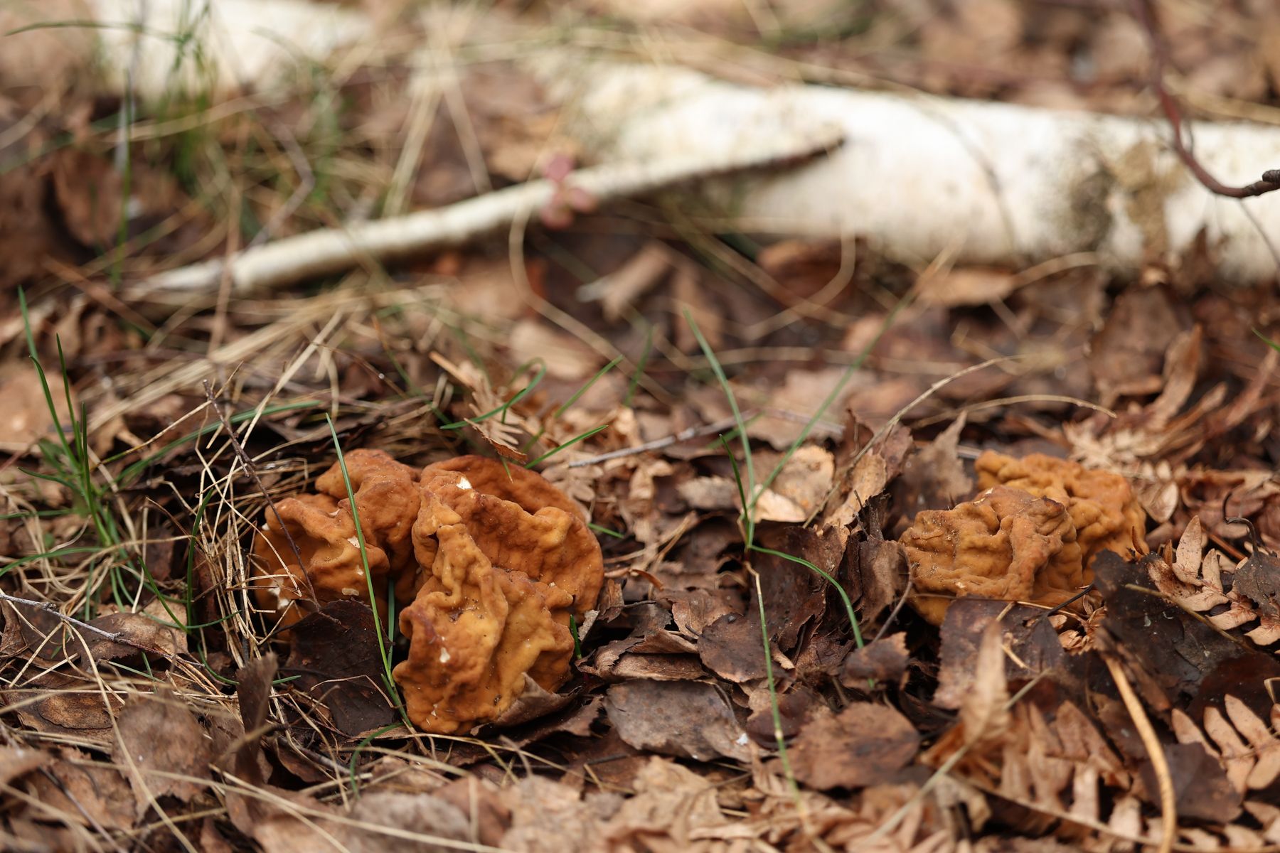 Строчок гигантский 