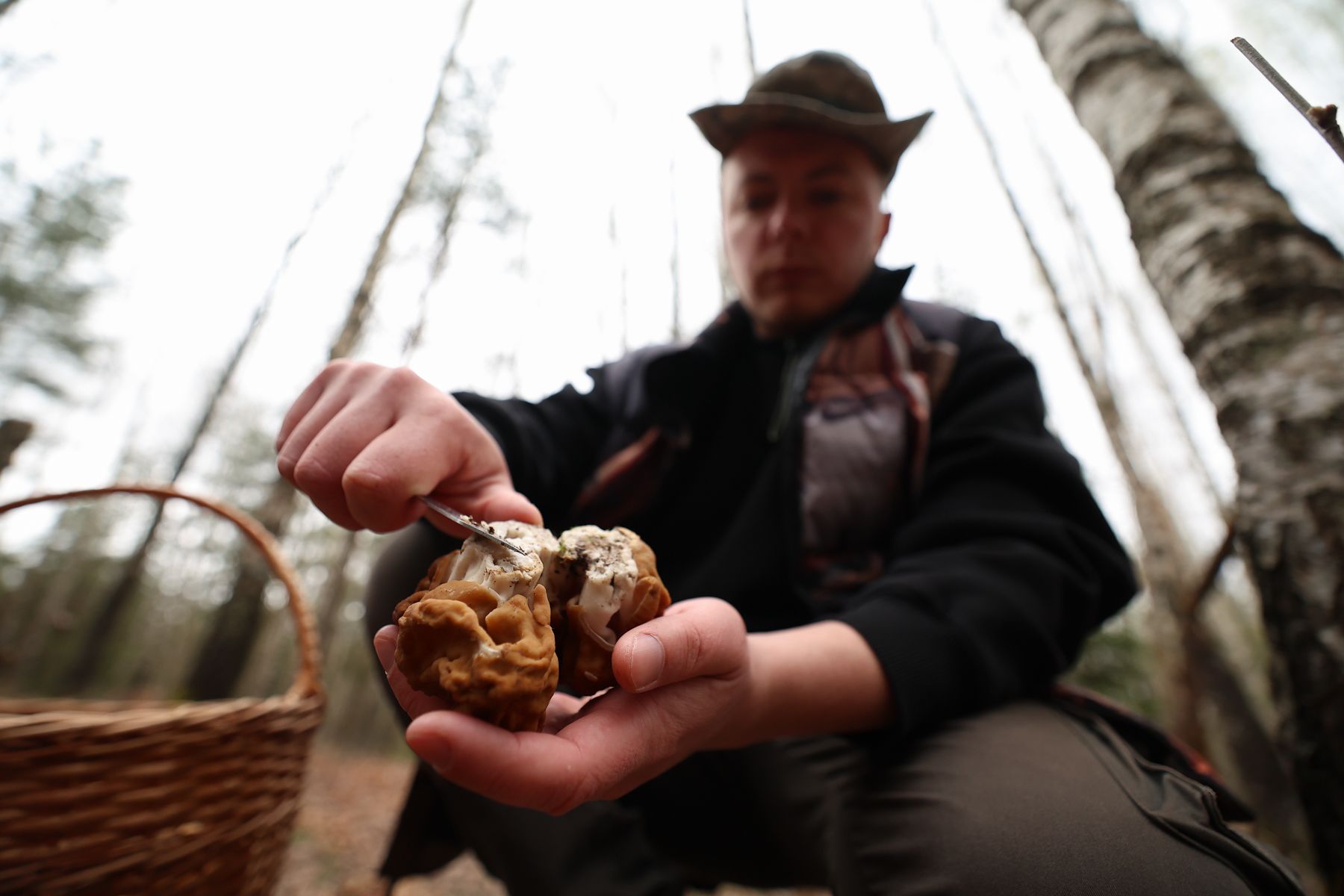 Строчок гигантский