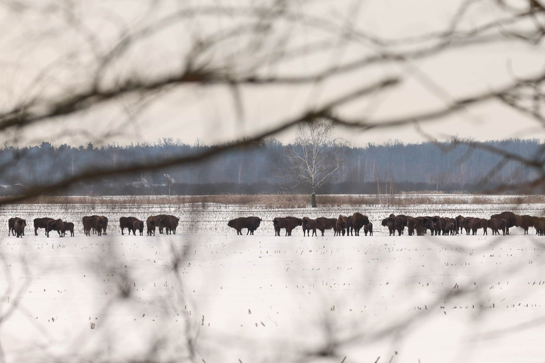 © Павел Орловский, Times.by