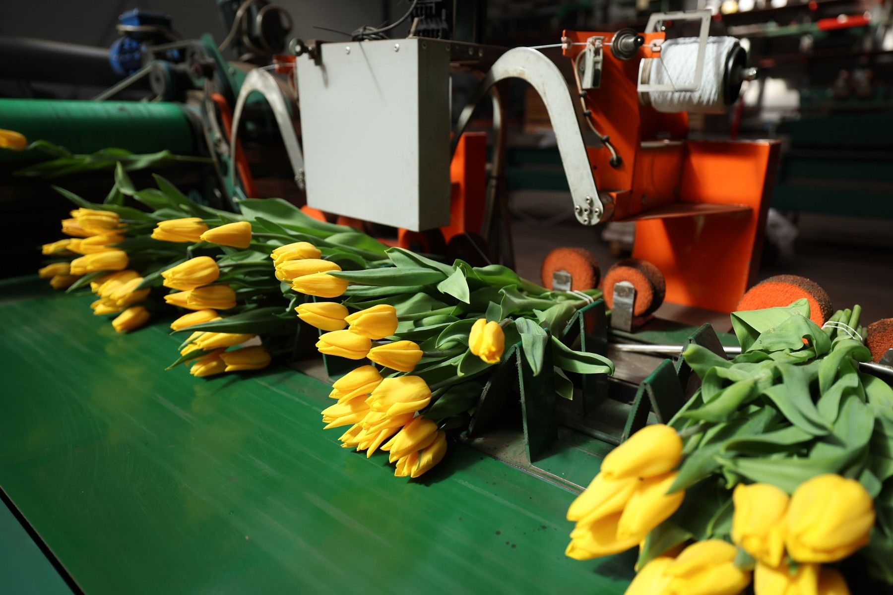 тюльпаны_цветы