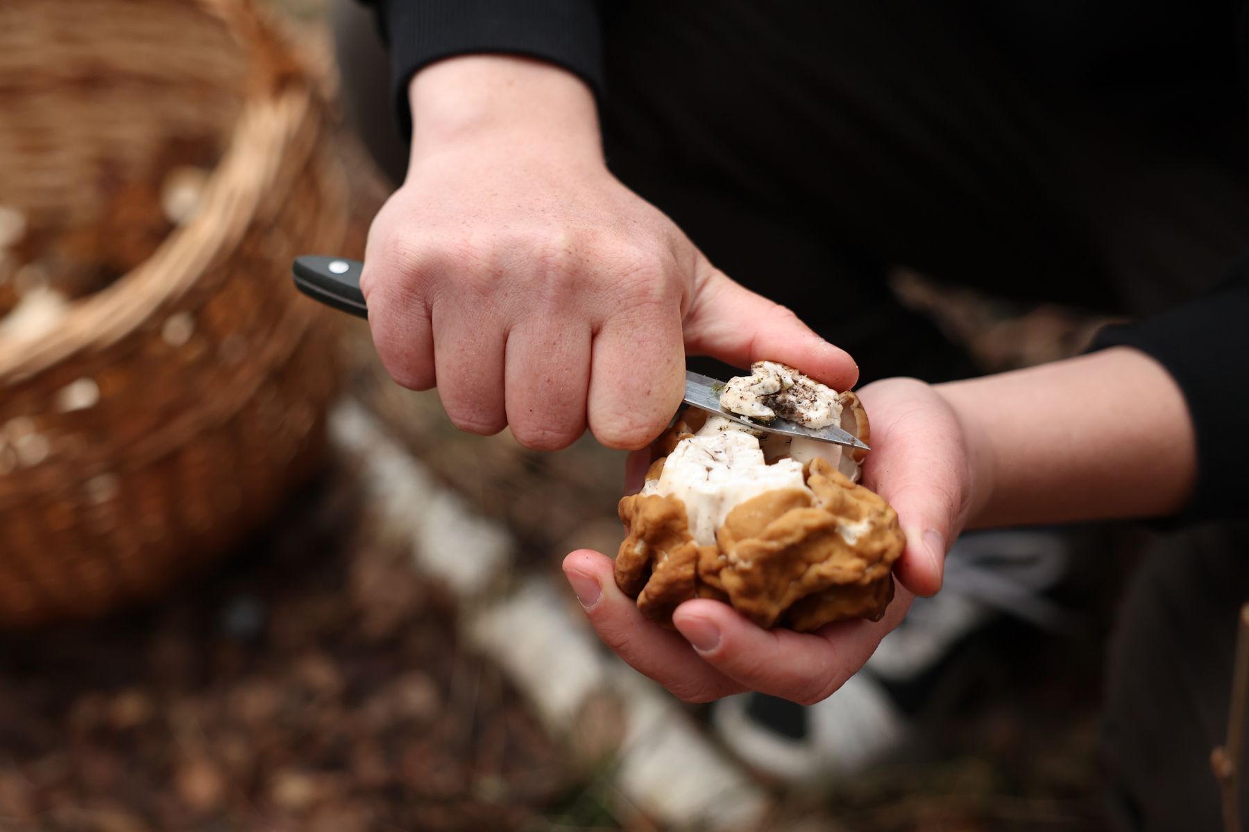 Строчок гигантский