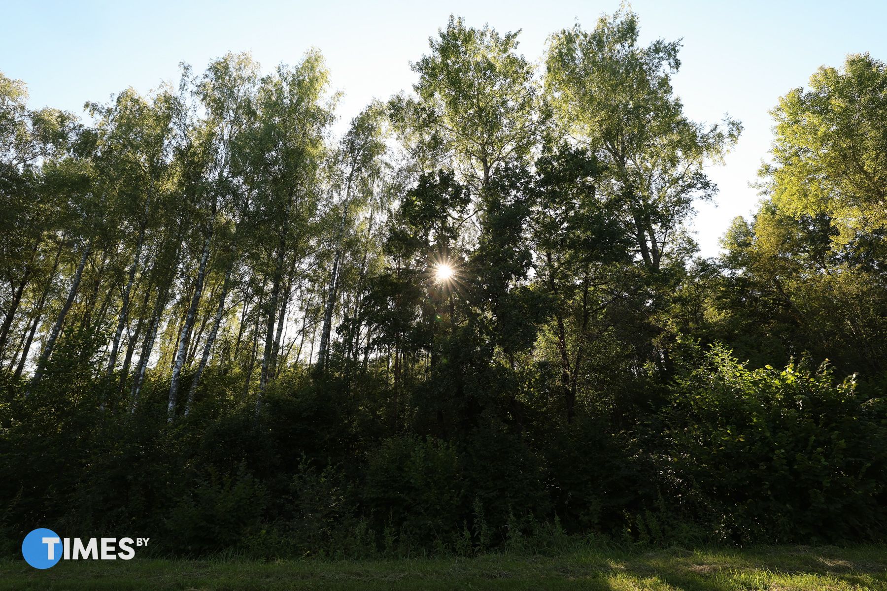 Лес