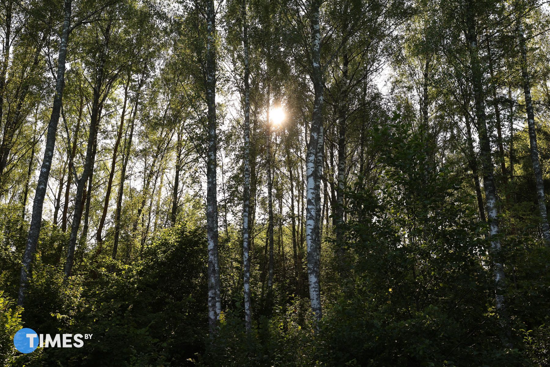Лес