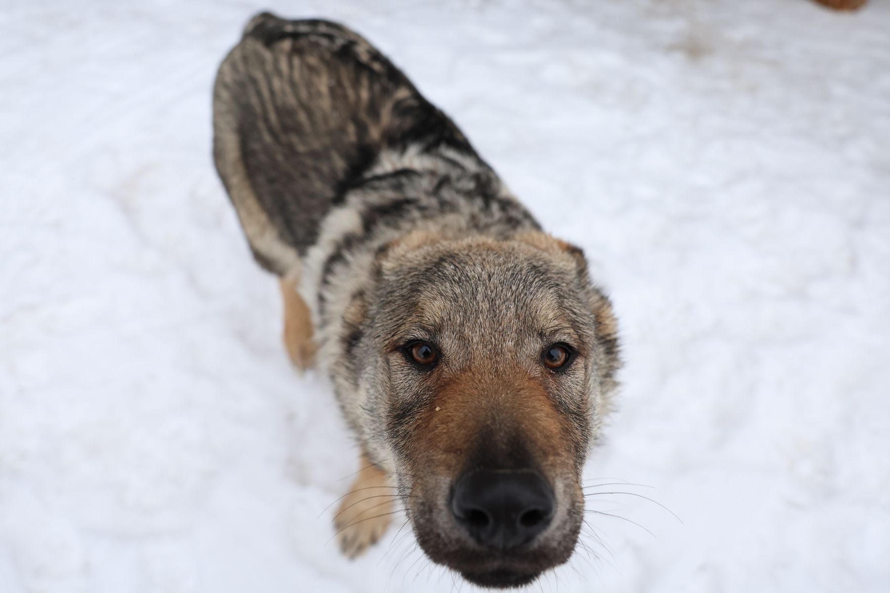 Чехословацкие волчьи собаки