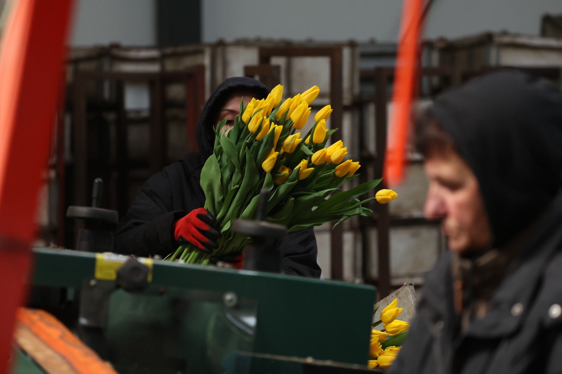 тюльпаны_цветы