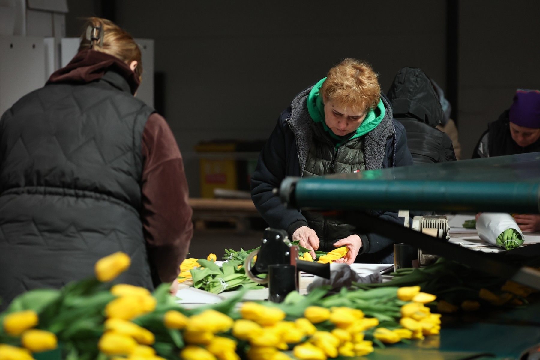 тюльпаны_цветы