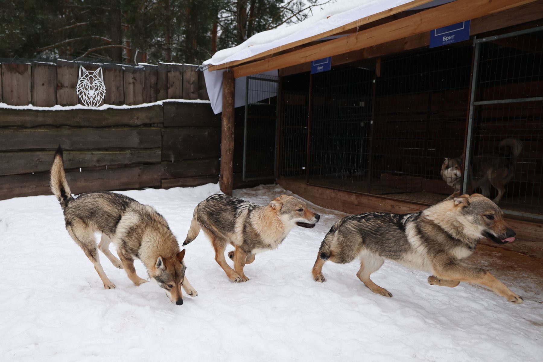 Чехословацкие волчьи собаки