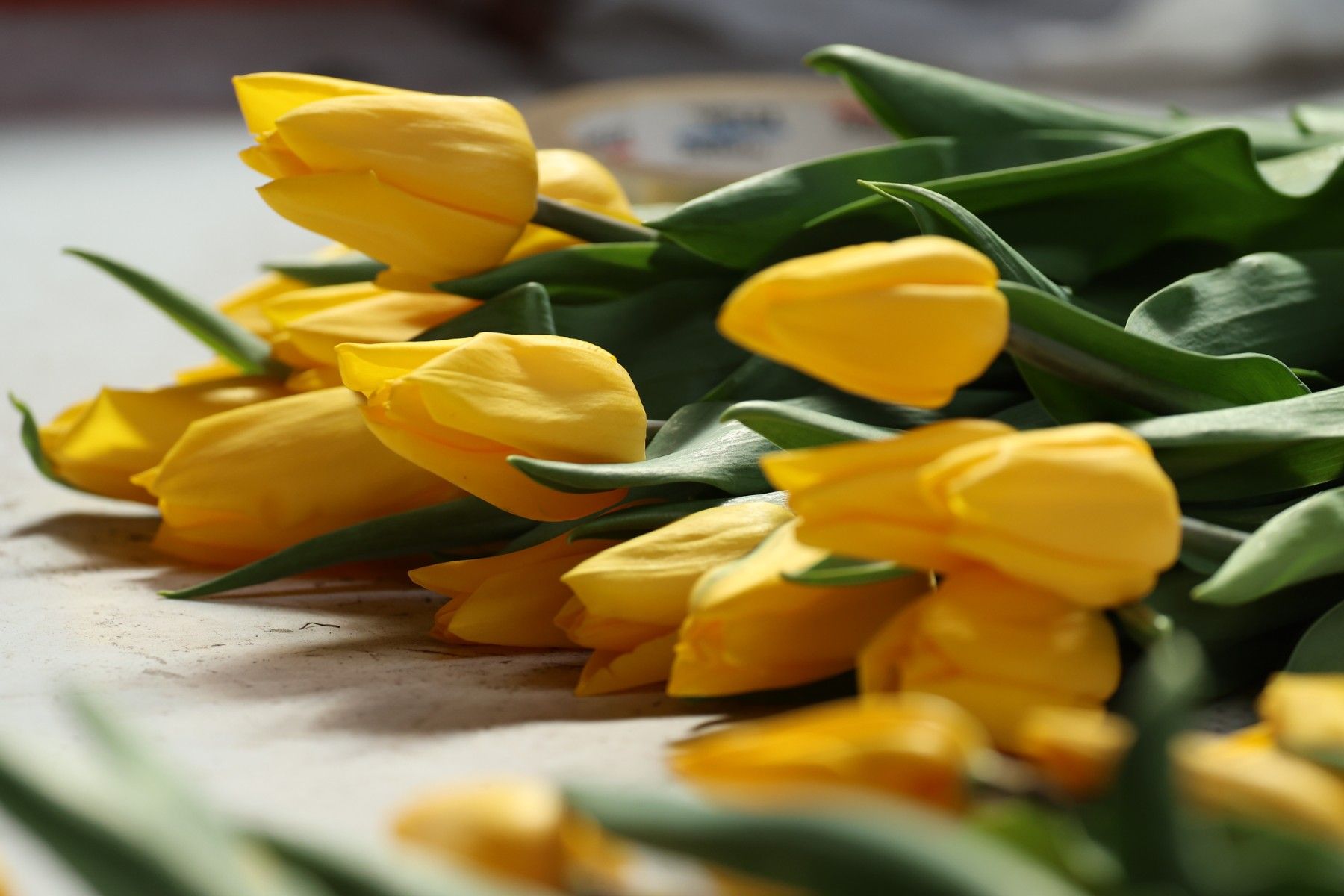 тюльпаны_цветы