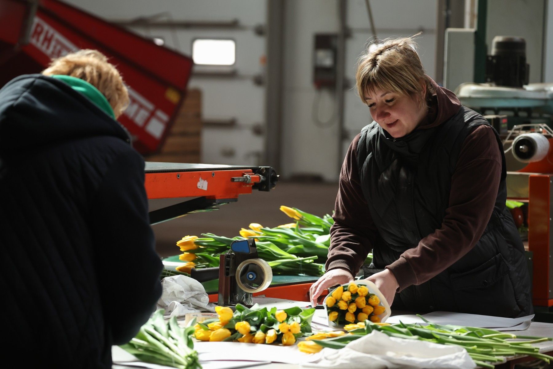 тюльпаны_цветы